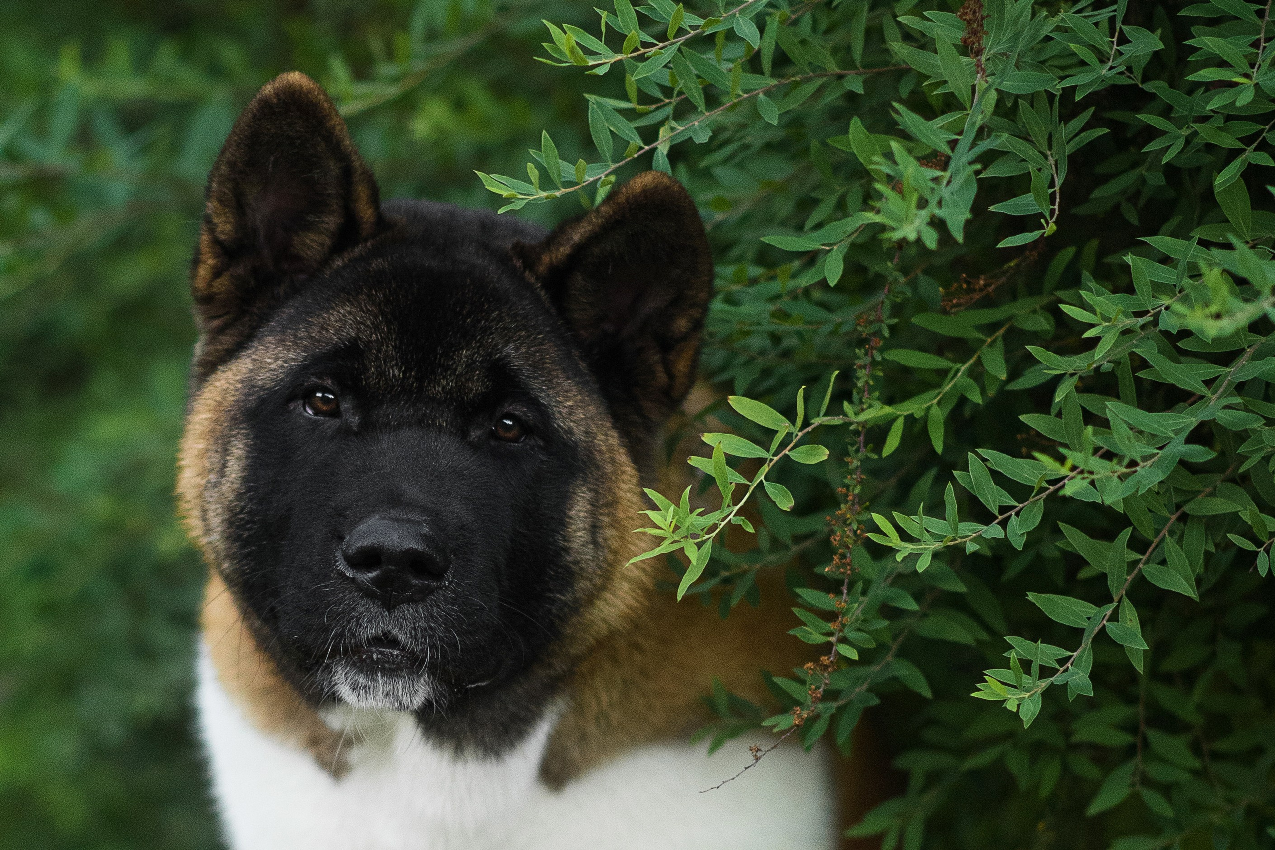 Луна — 21.06.2024. Фотограф — Анималист | Анна Абрамова