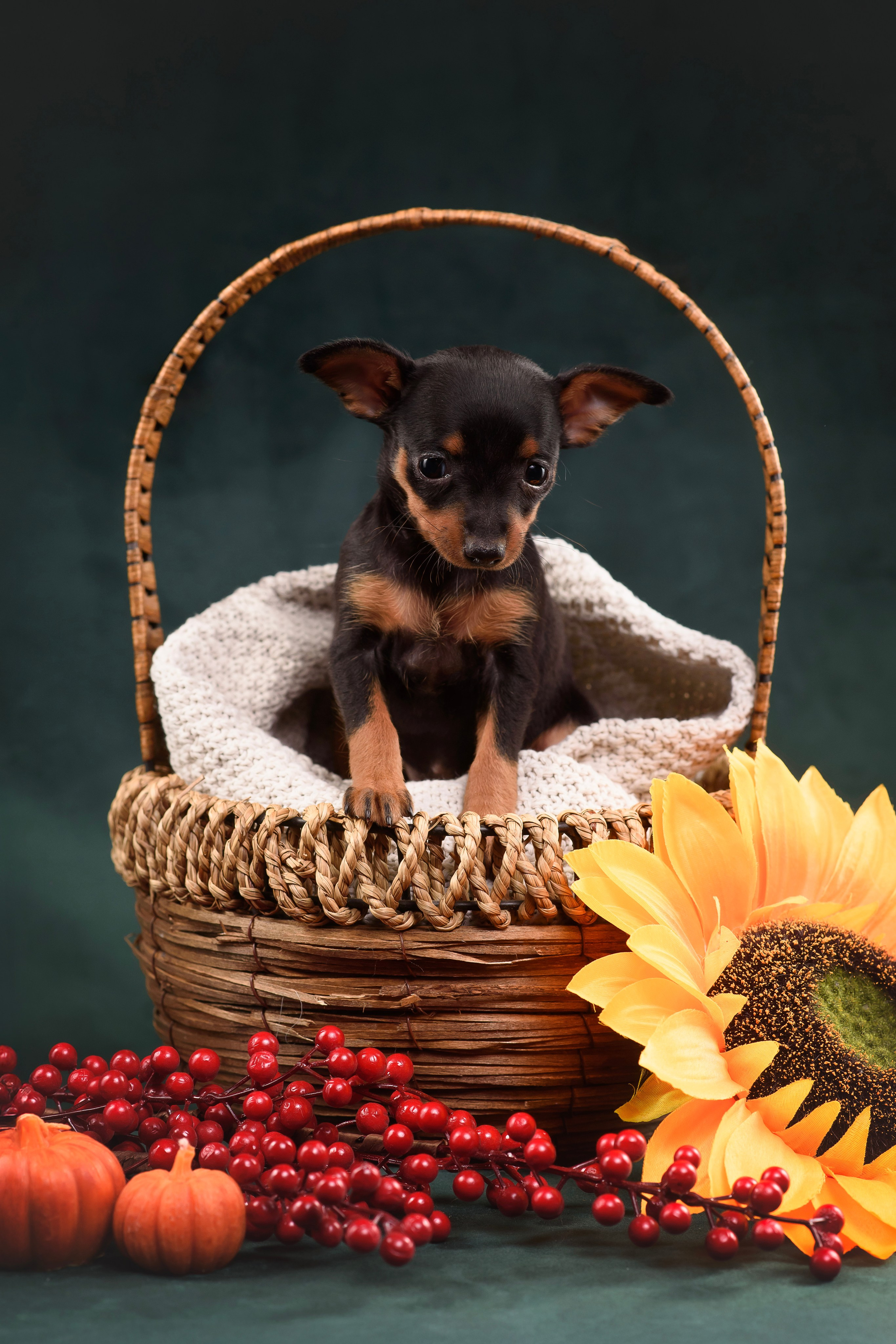 Щенки Пражского крысарика — 19.10.2025. Фотограф — Анималист | Анна Абрамова