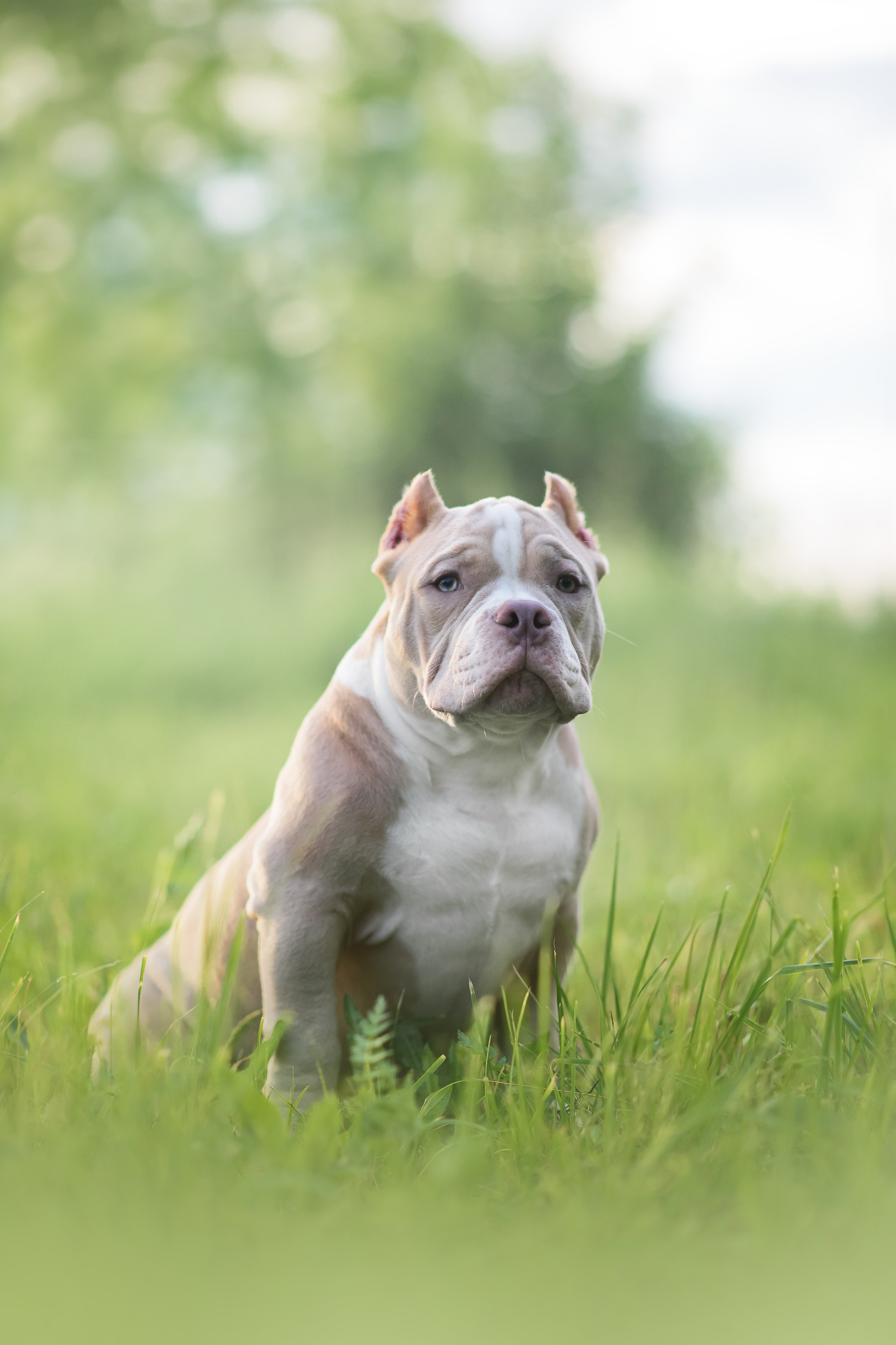 Щенки Американского Булли — 15.06.2024. Фотограф — Анималист | Анна Абрамова