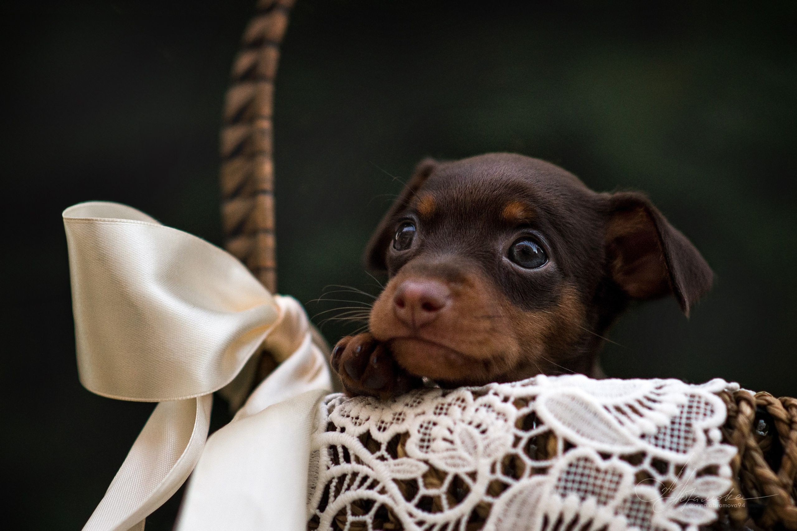 Щенки пражских крысариков — 06.08.2023. Фотограф — Анималист | Анна Абрамова