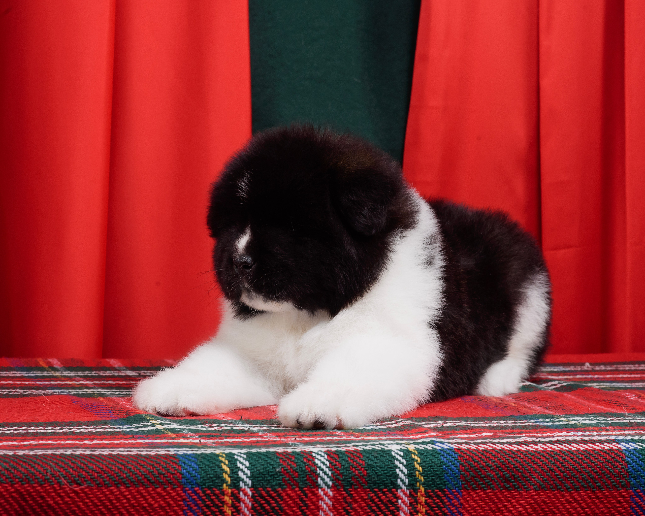 Щенки Американской Акиты. Фотограф — Анималист | Анна Абрамова