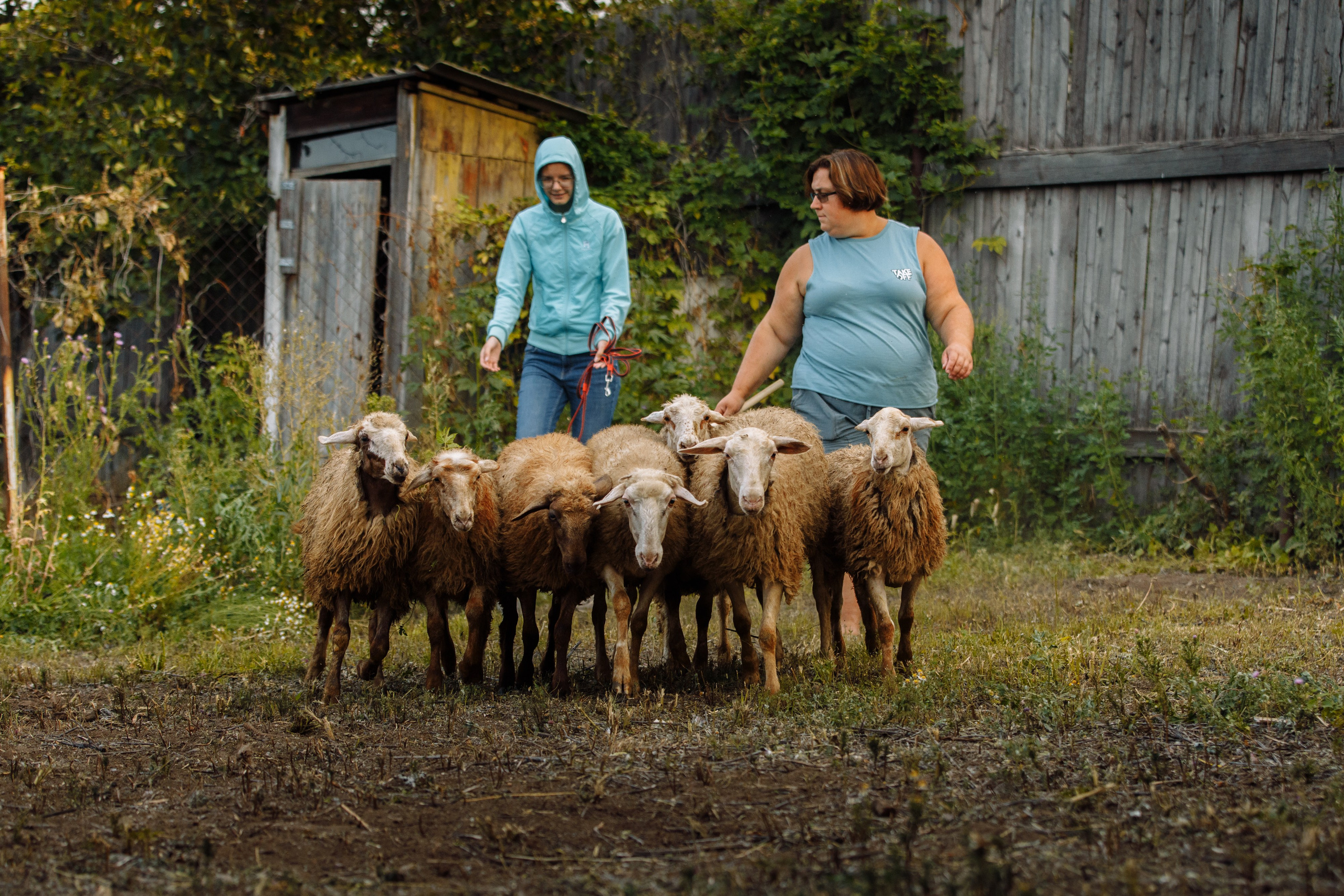Овечий день. О нас