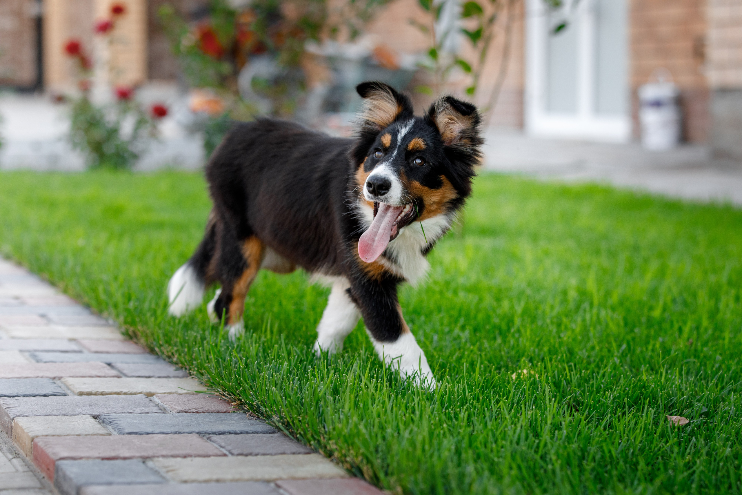 Смешарики. О нас