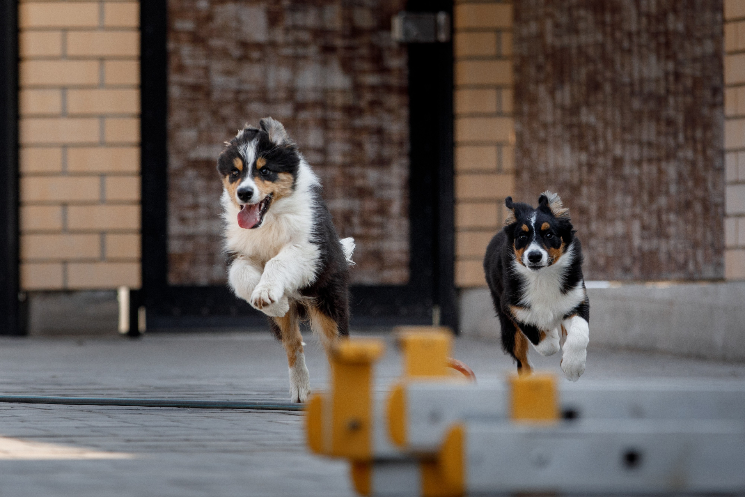 Смешарики. О нас