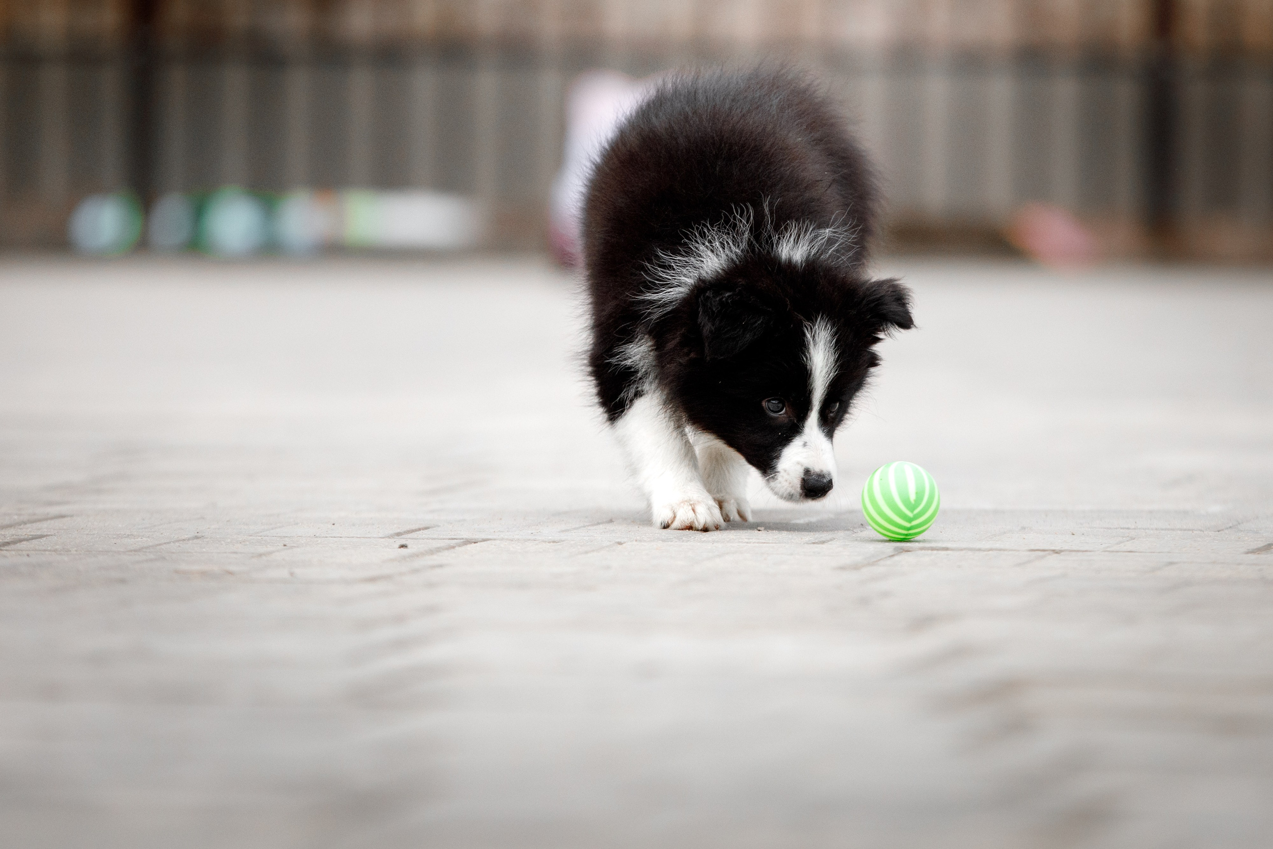 Болтовня в саду. О нас