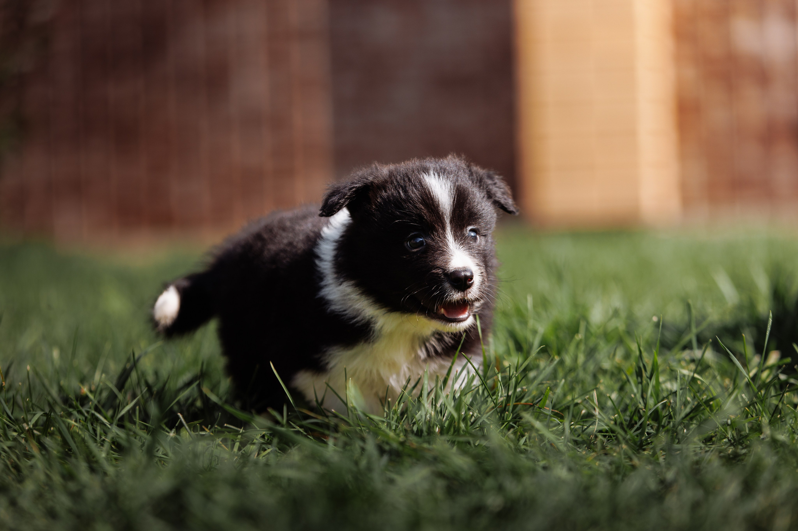 МММ — маленькое мягкое милое. О нас