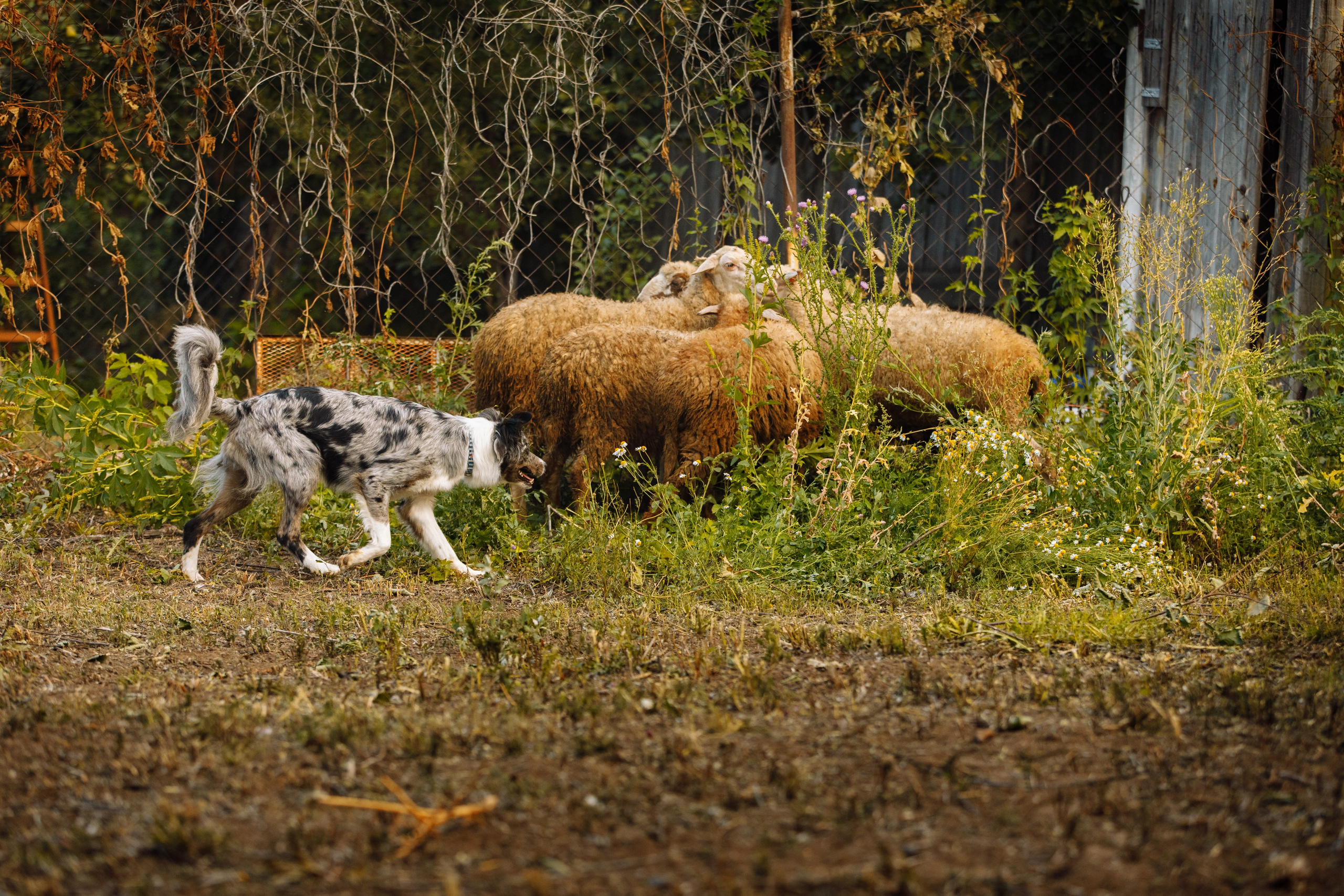 Овечий день. О нас