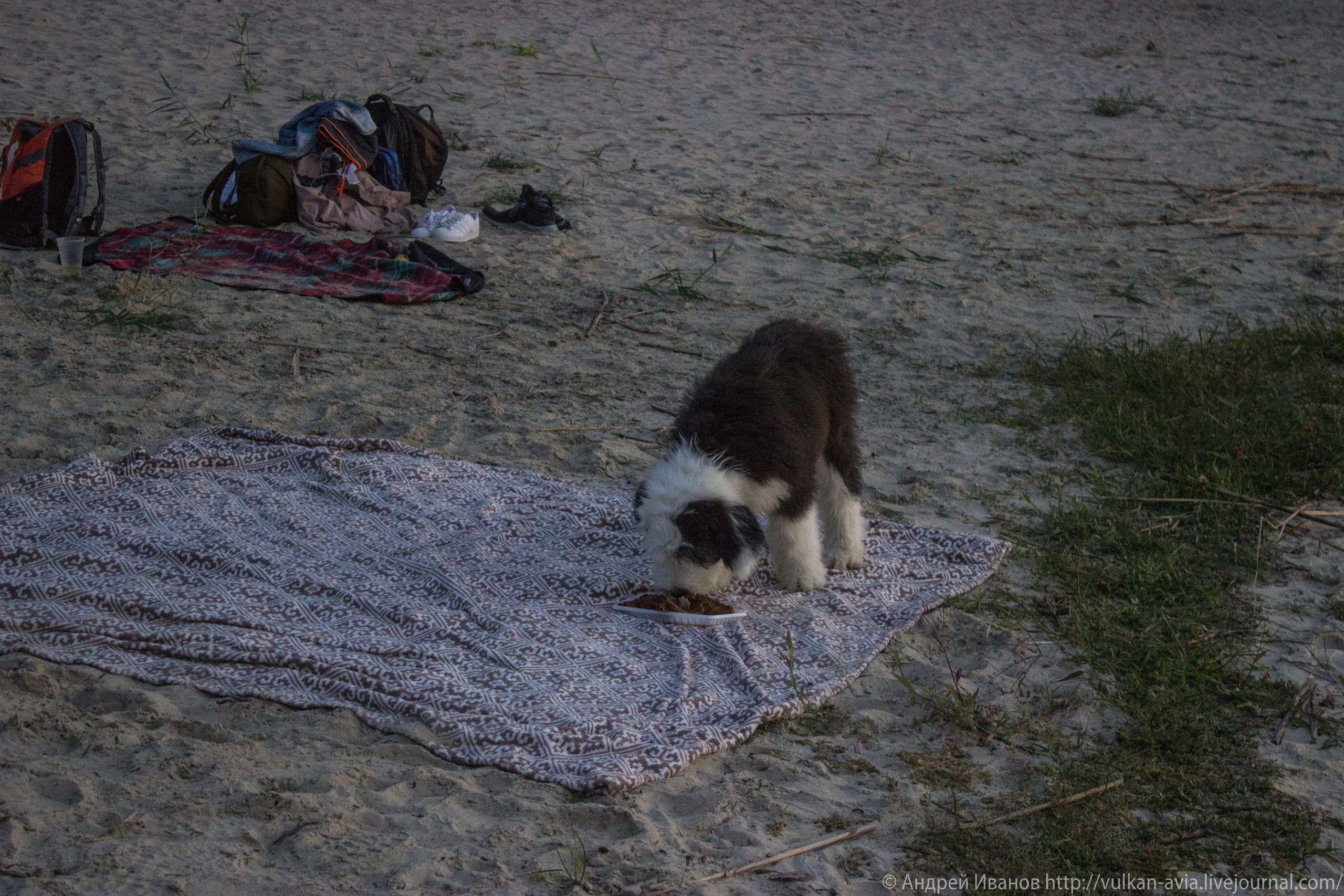 Волгодонск аэр. Потапов слёт «Небо для всех» (2021 г.). Фотоальбом показывающий увлекательный мир авиации и мир медведей Андрея Иванова