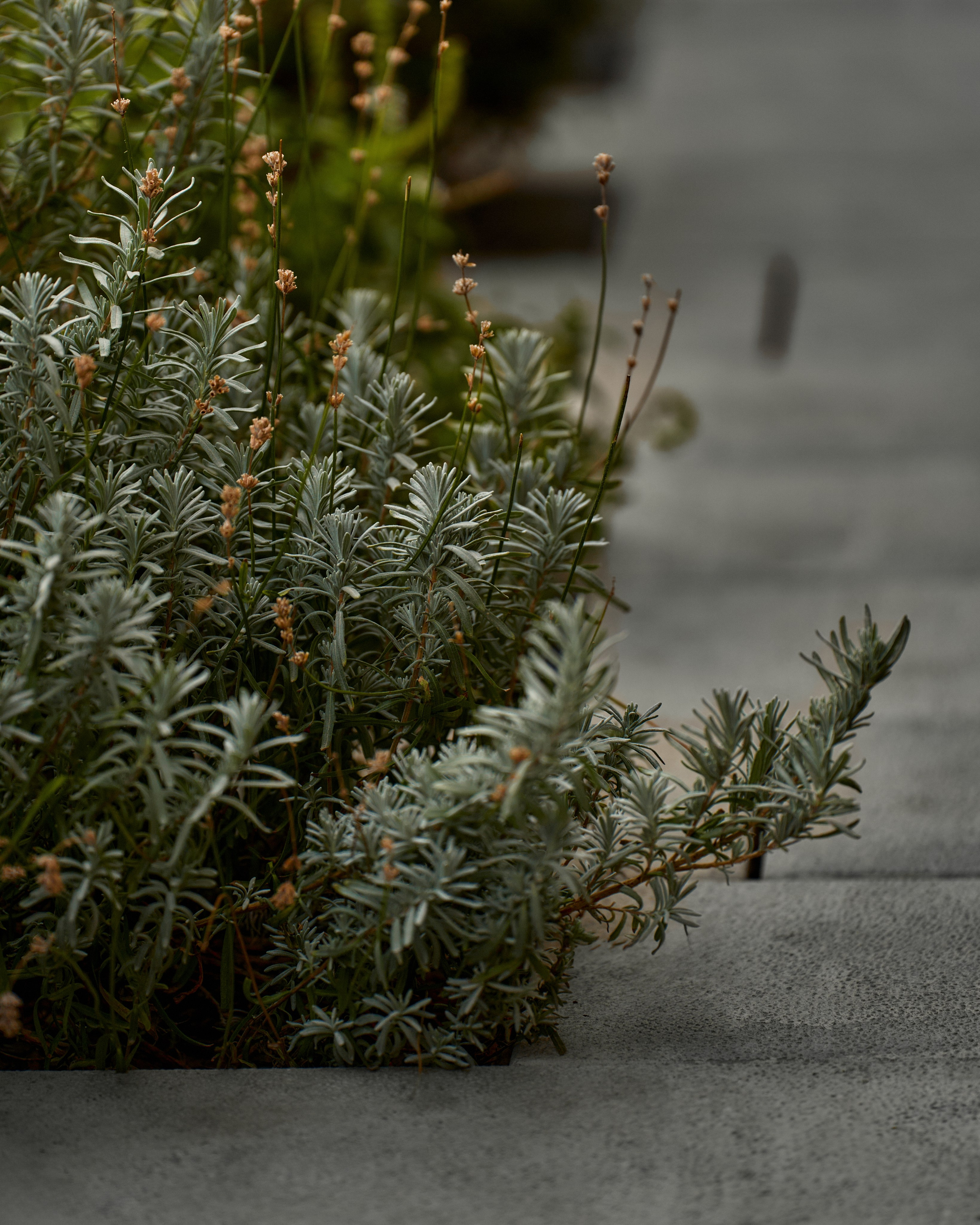 CORNUS. Фотограф Москва Сергей Громов