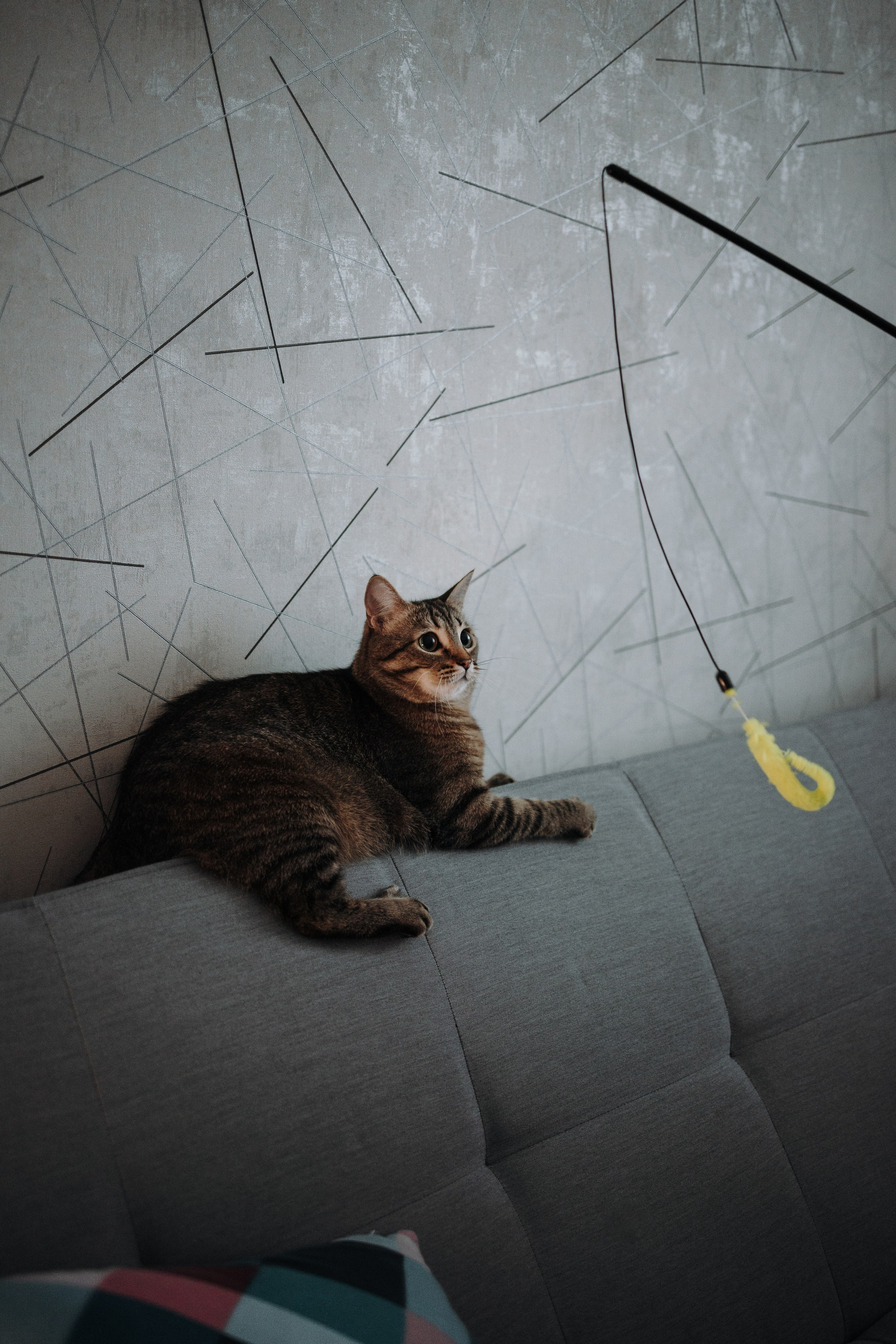 Мася и ее семья. Фотограф — Анималист | Санкт-Петербург