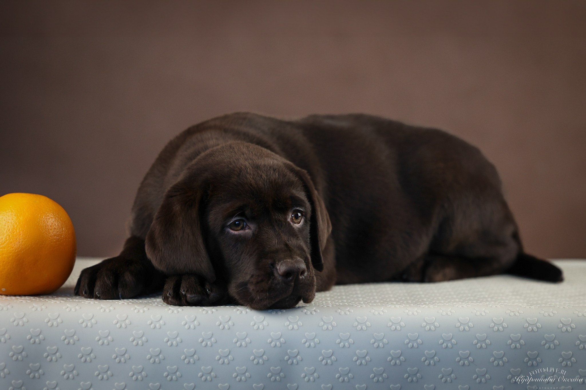 Лабрадоры. Фотограф 📸 анималист, предметный, репортажный