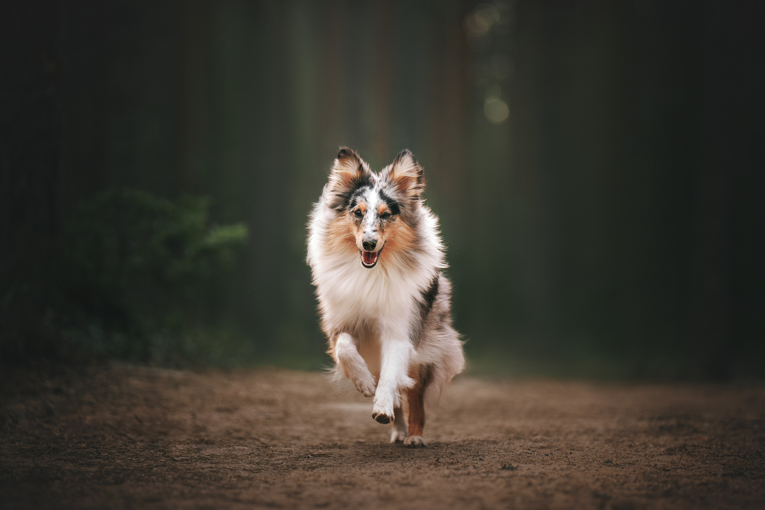 Мила и Лейла. Фотограф анималист Осипчикова Мария