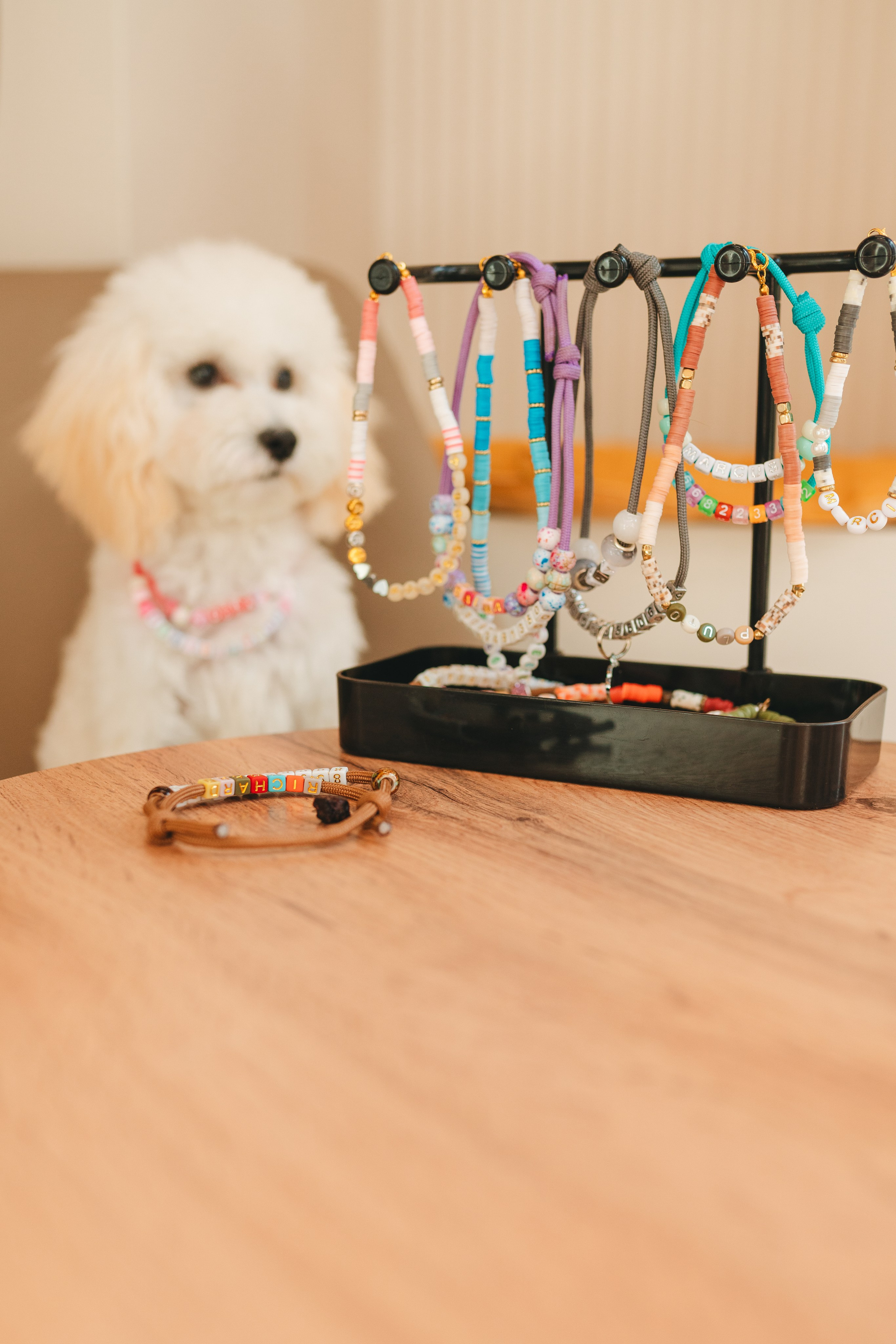 Груминг — салон. Фотограф анималист Осипчикова Мария