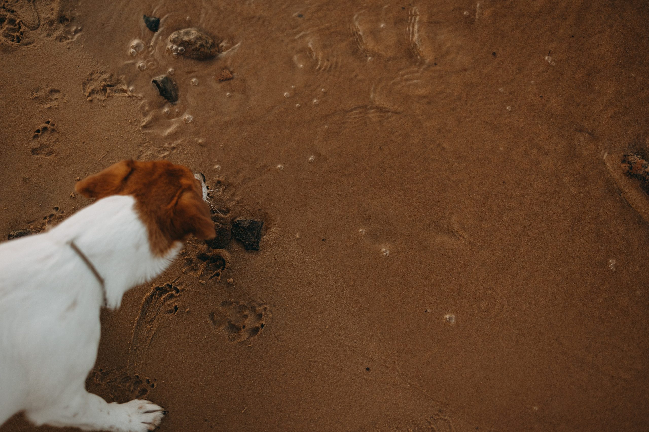 Лея и ее семья. Фотограф — Анималист | Санкт-Петербург