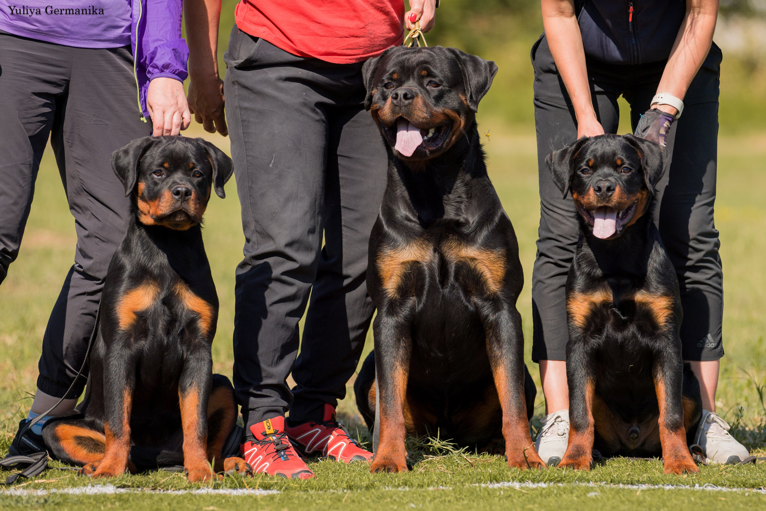 Анапа 16-17.09.2023 моно ротвейлеров. Фотограф-анималист Юлия Германика