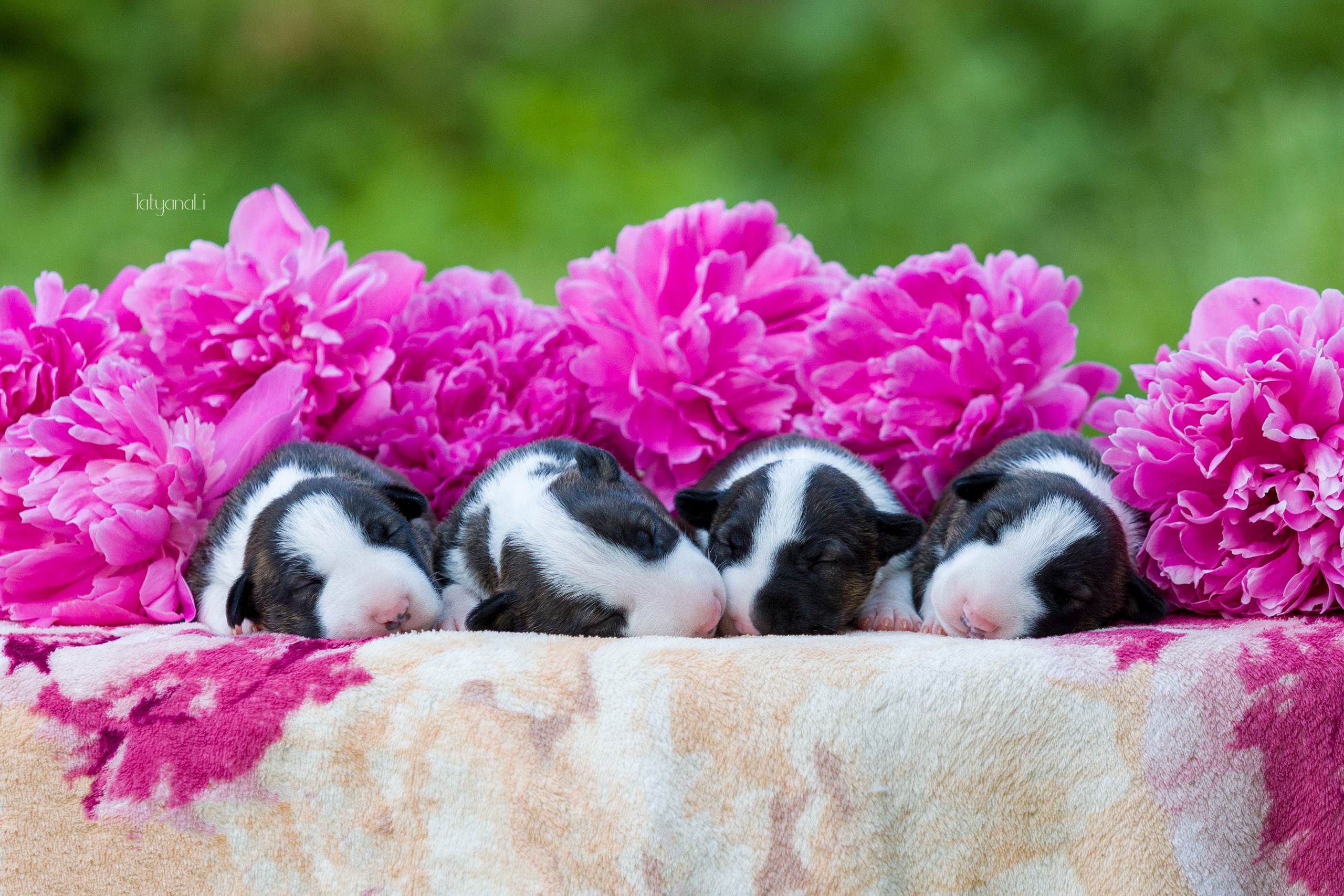 Стандартный бультерьер. Фотограф — анималист Татьяна Ли