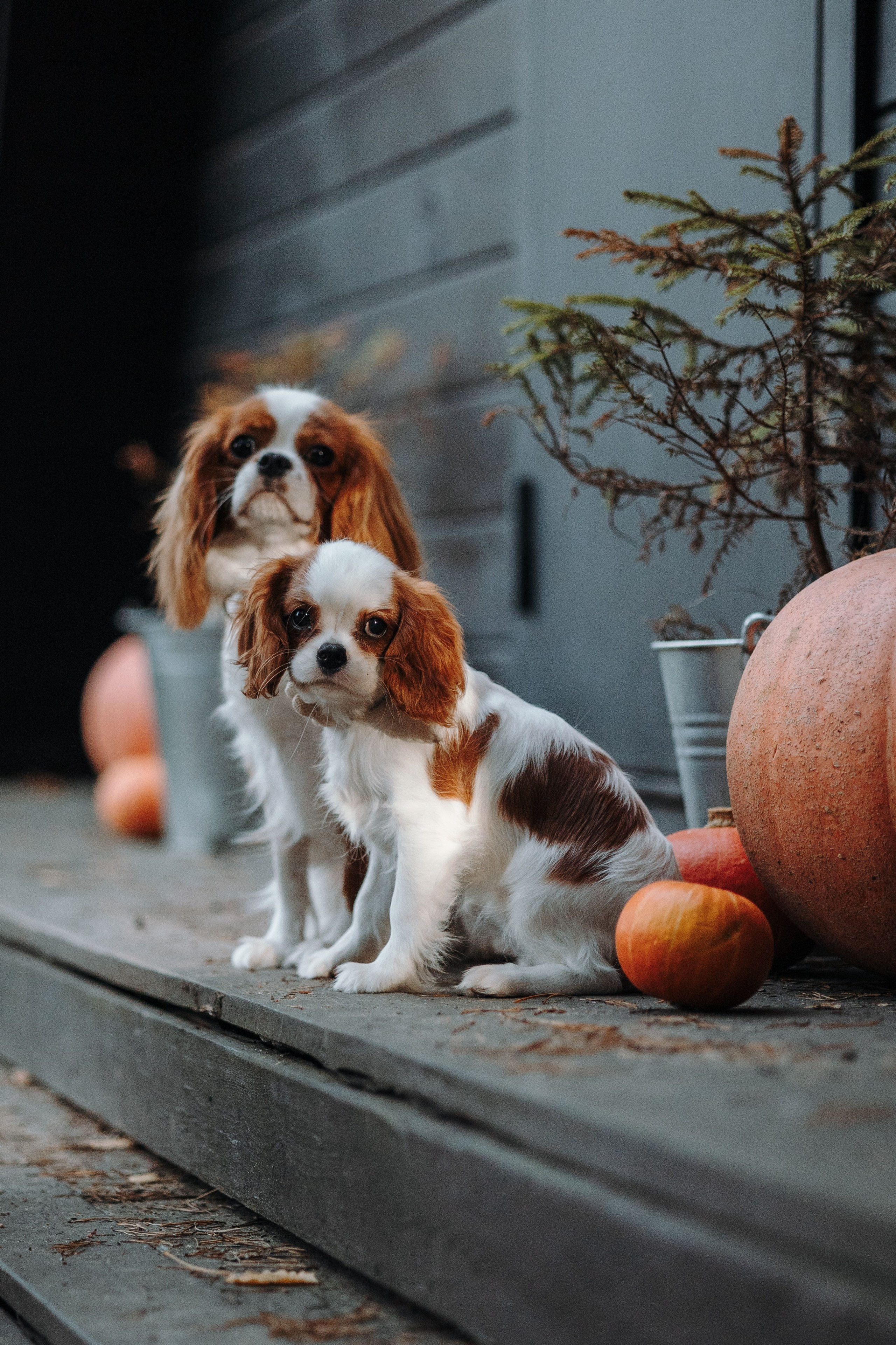Семейная история. Фотограф — Анималист | Санкт-Петербург