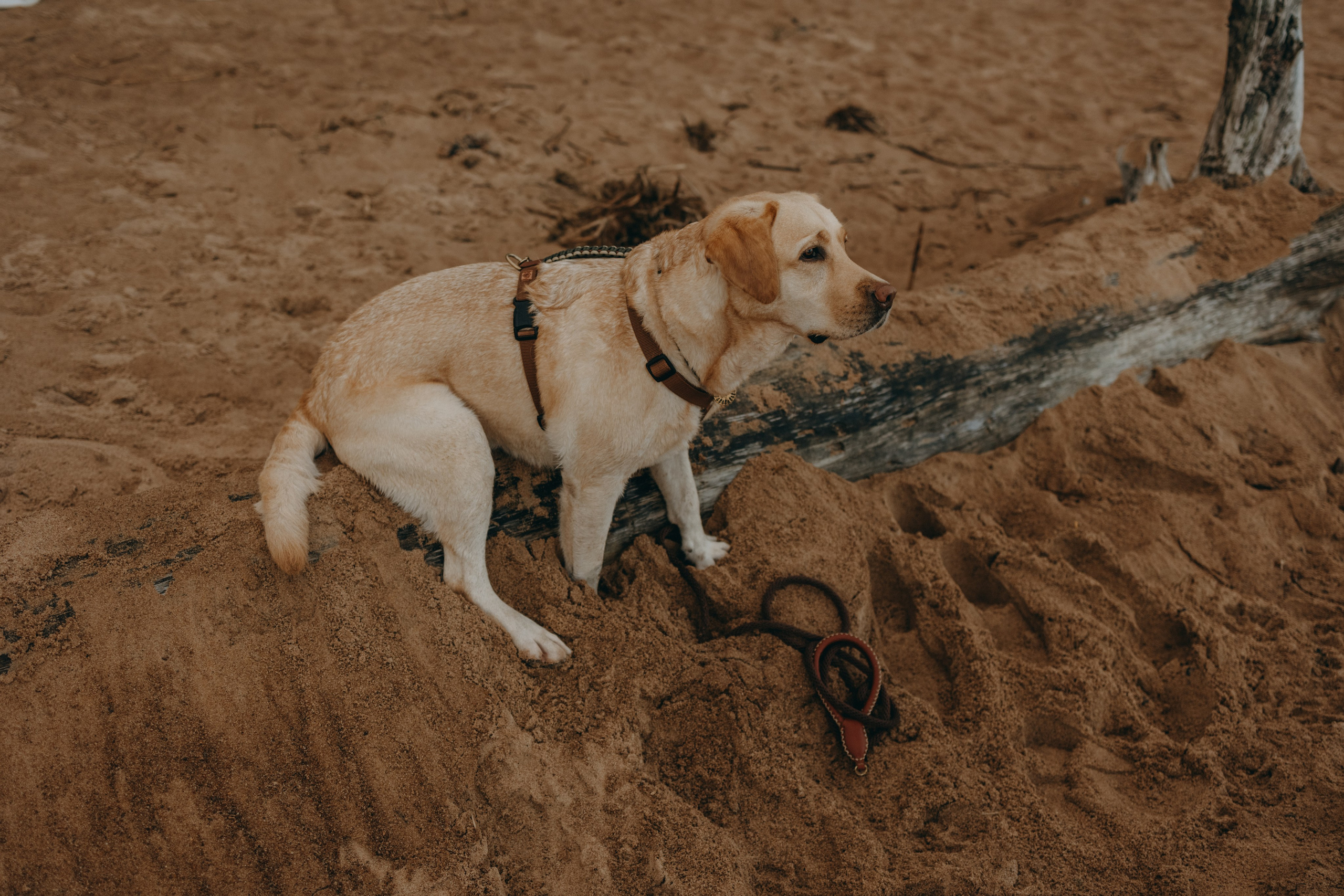 Наташа и Шани. Фотограф — Анималист | Санкт-Петербург
