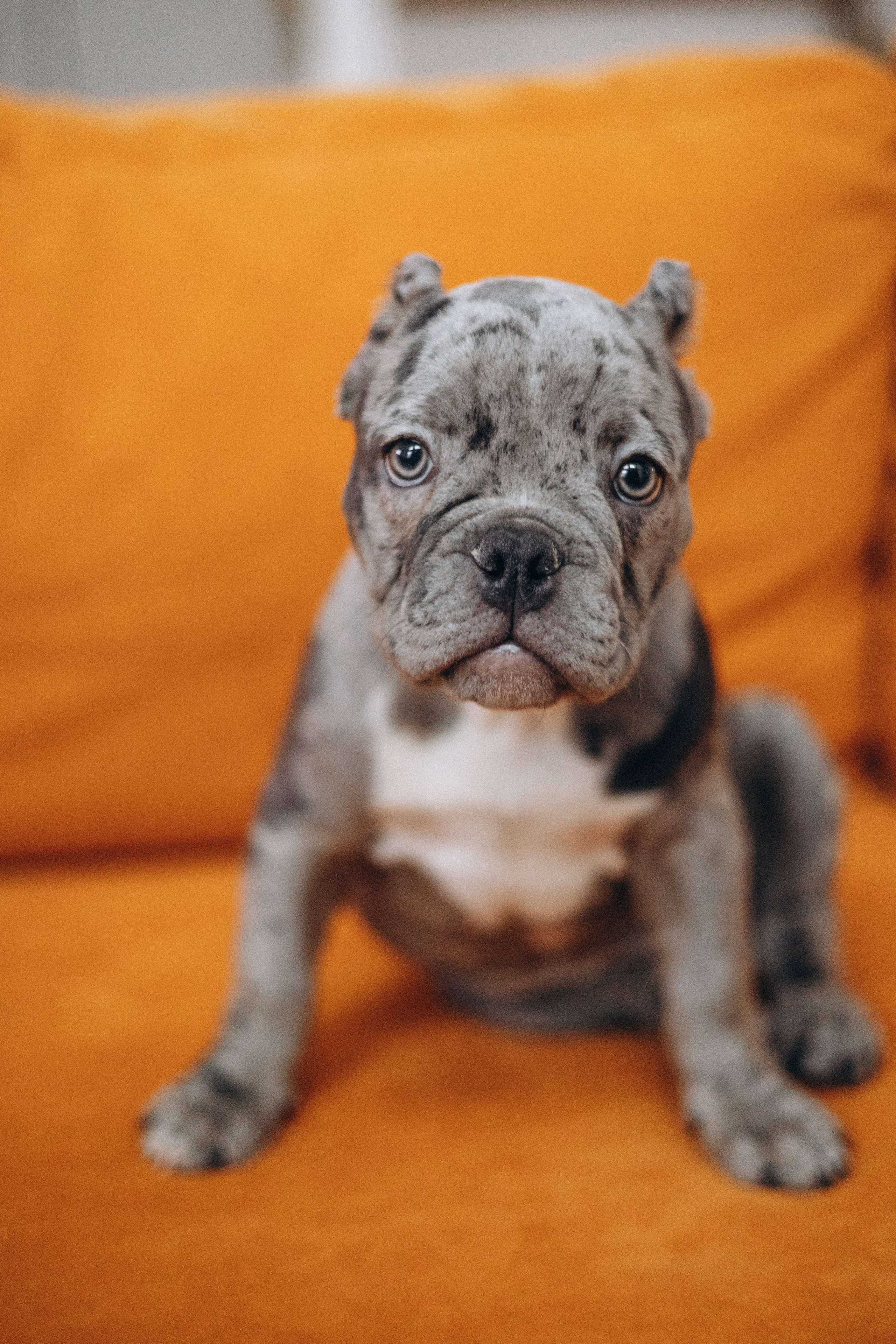 Семейная для Ксюши. Фотограф — Анималист | Санкт-Петербург