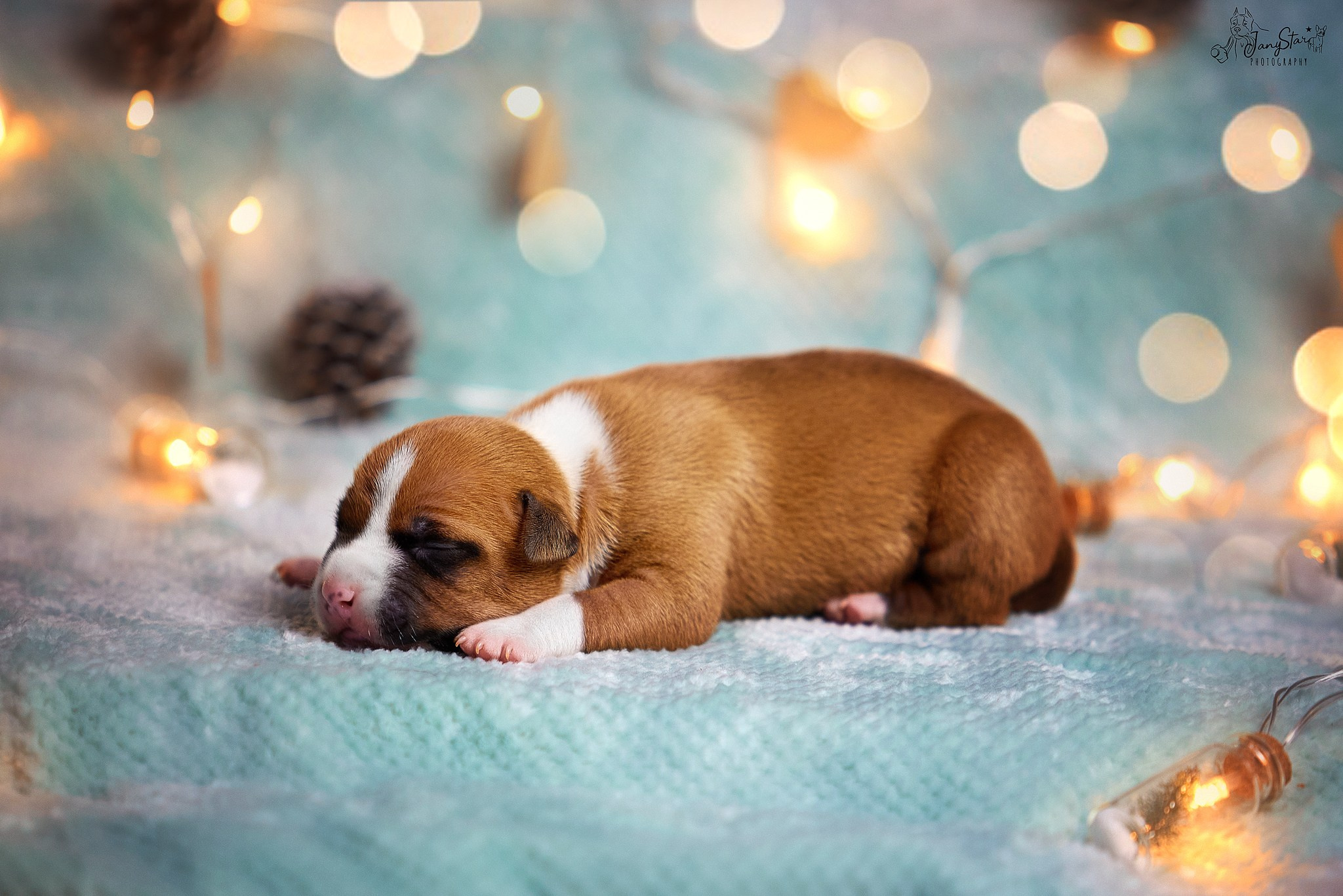 Puppies. Фотограф-анималист в Москве Евгения Старостина