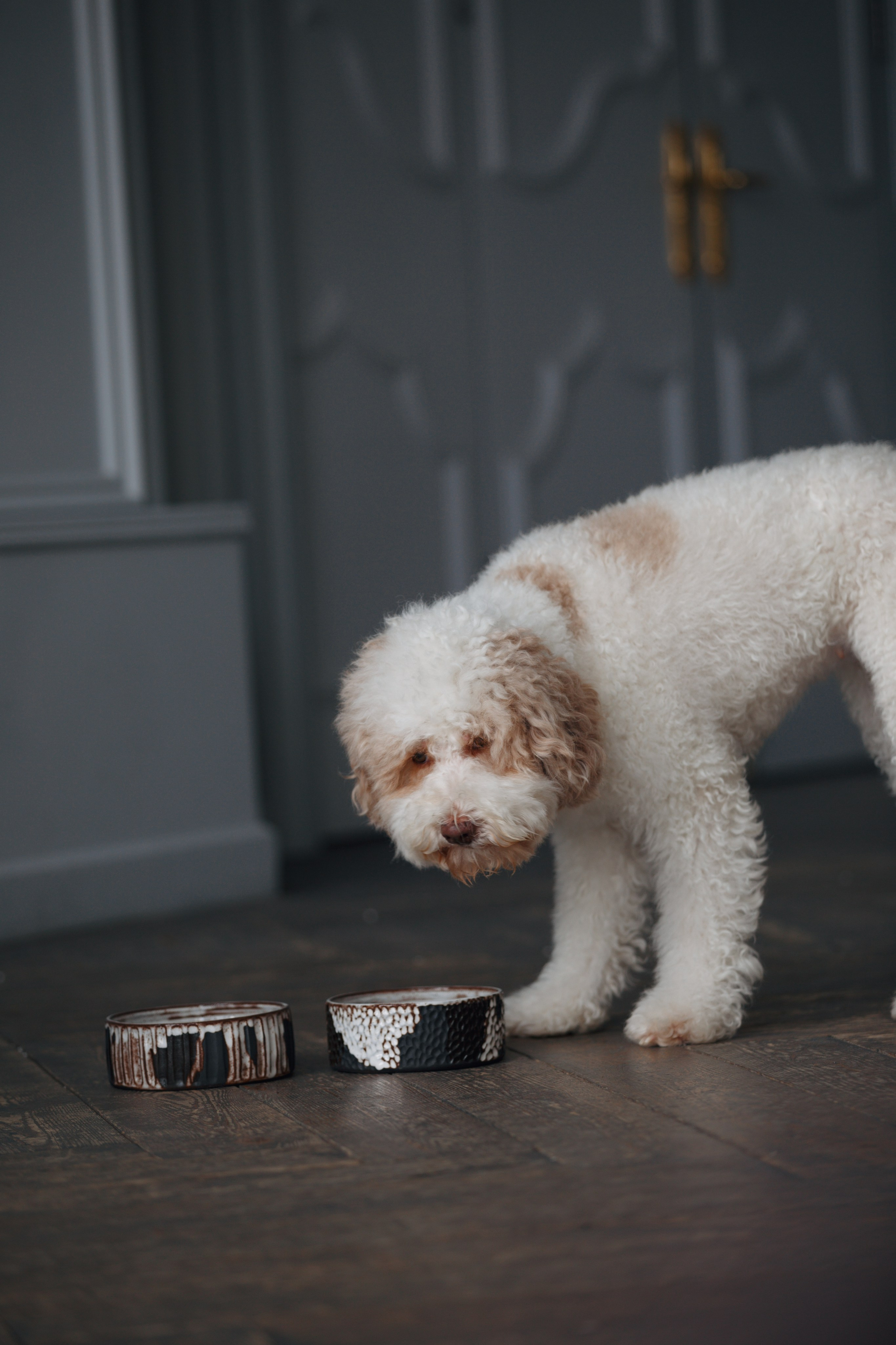 Bmbh лежанки и адресники. Фотограф анималист Кристина Карпова, Москва