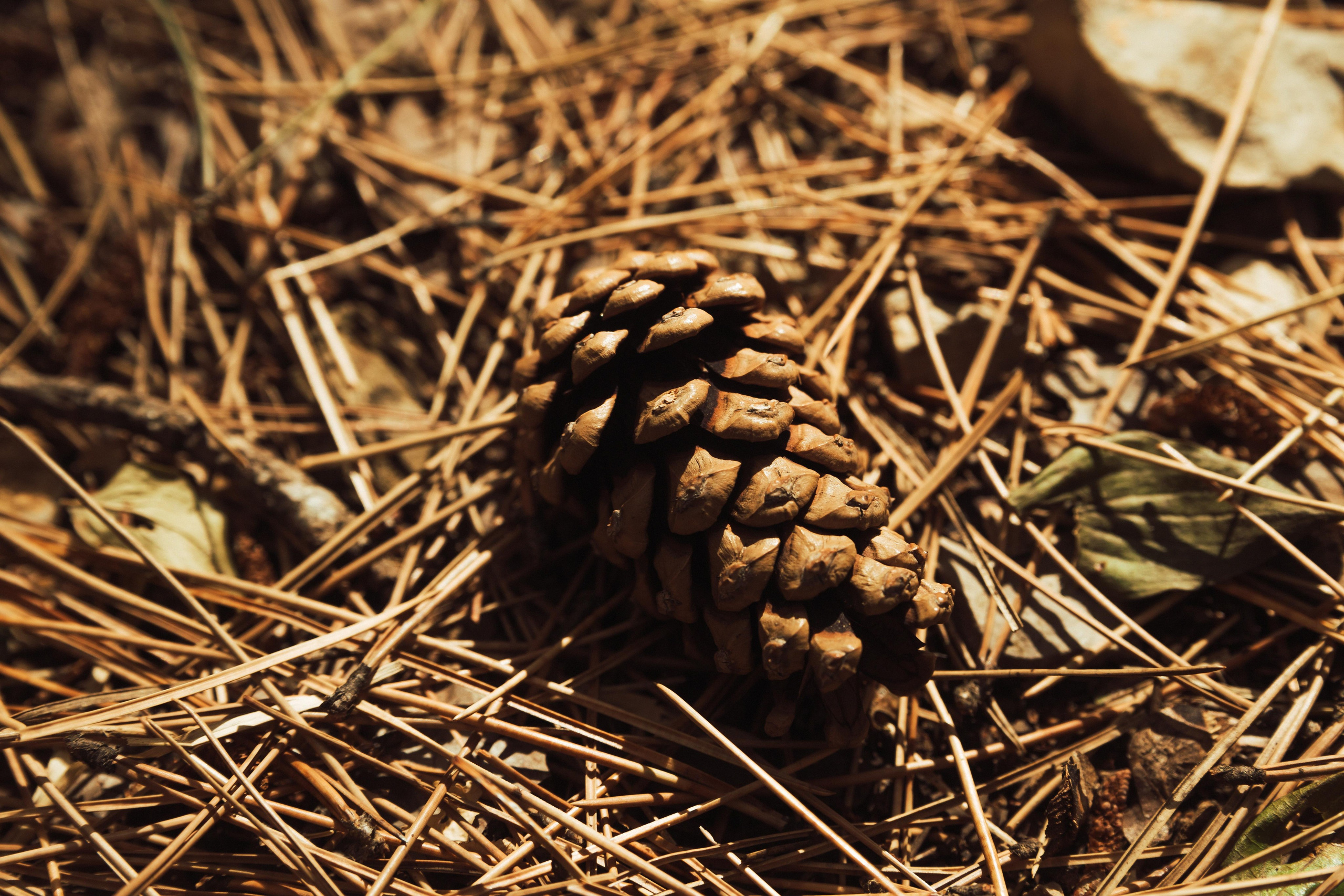 Много гуляли. Семен Соколов