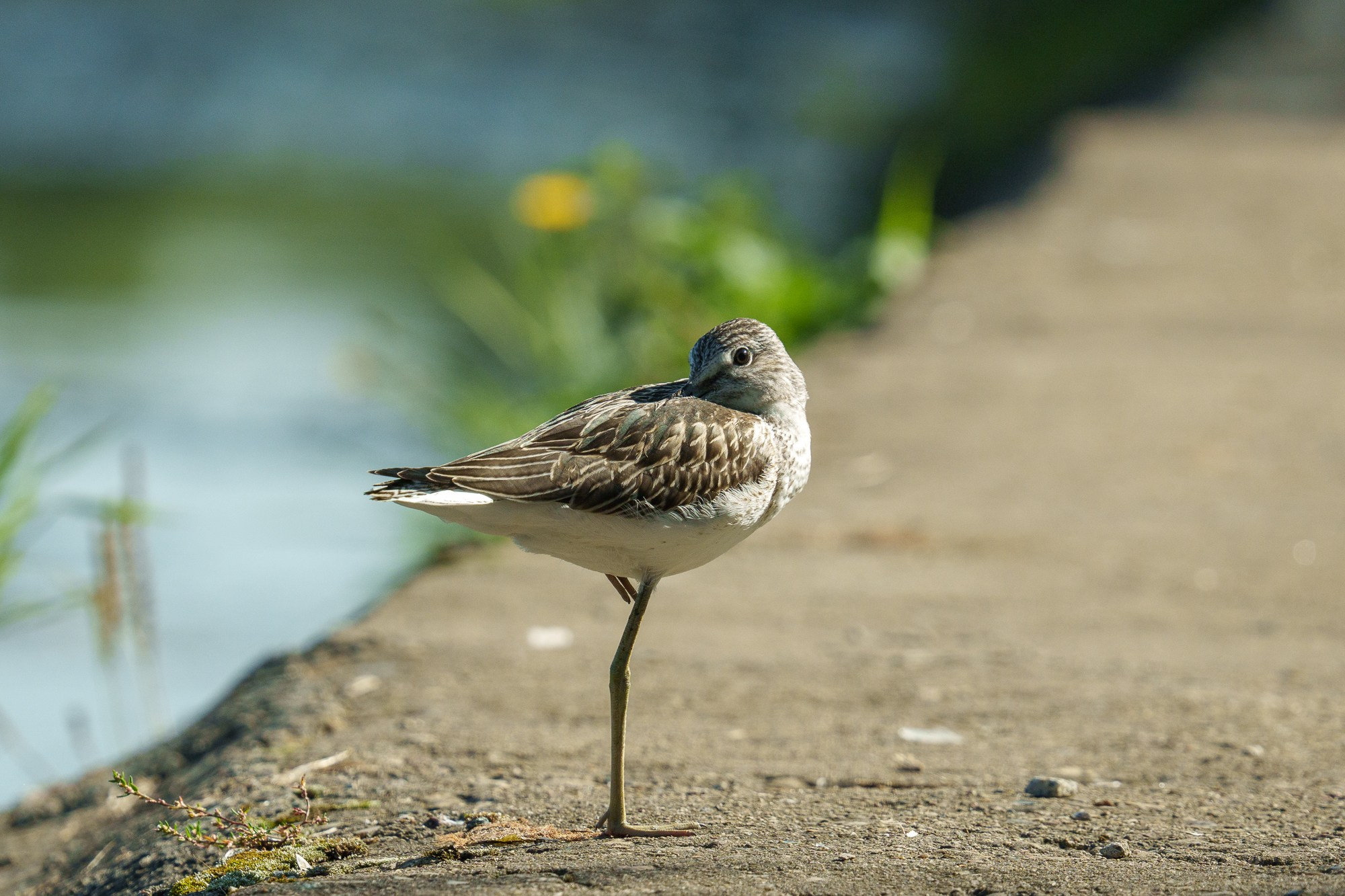 Удивительные мир птиц. Вокруг нас столько прекрасного — присмотритесь!. Ваш личный фотограф Марина Волкова