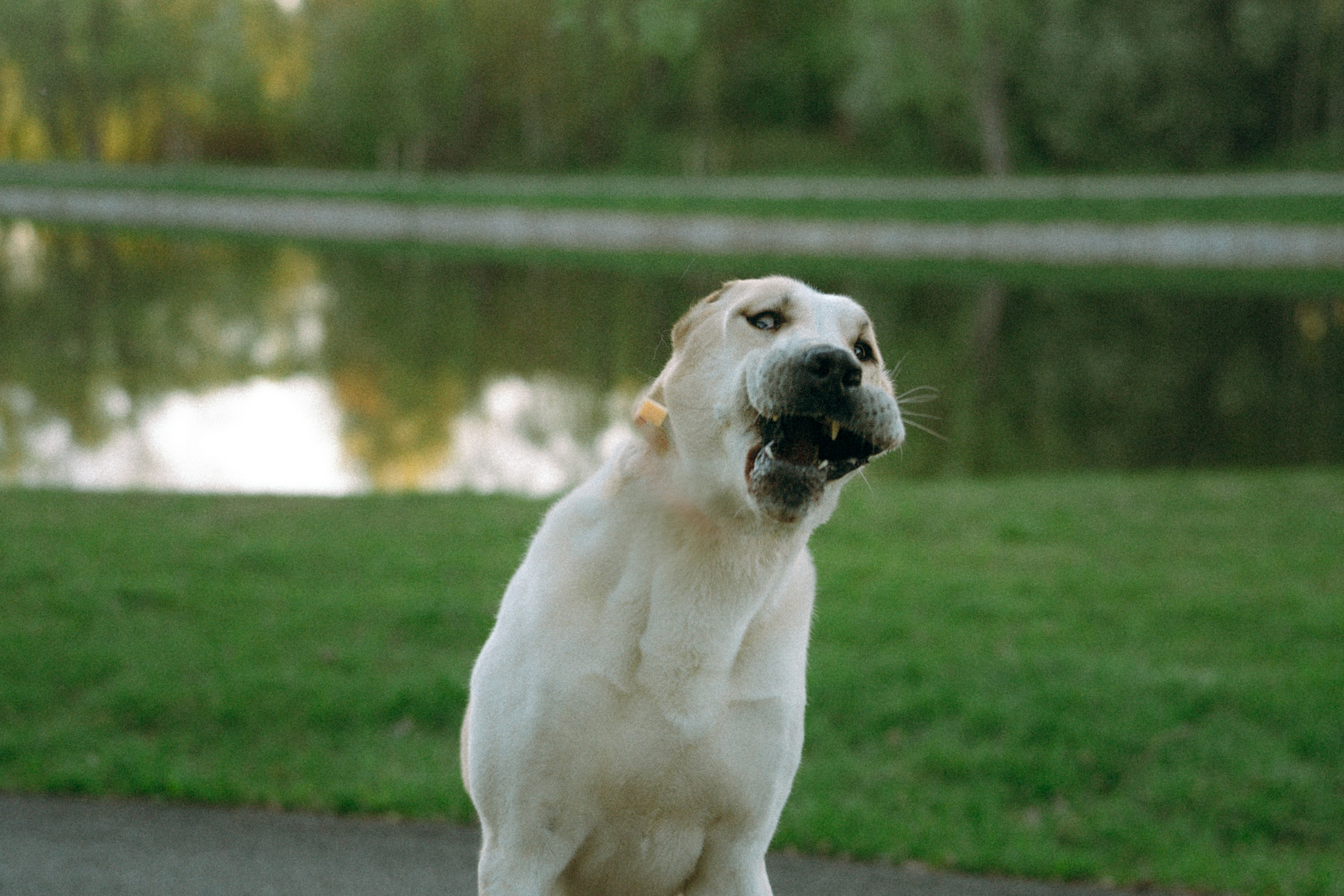 Настя и Рахат. Фотограф анималист в Москве и Санкт-Петербурге Свиридова Анна