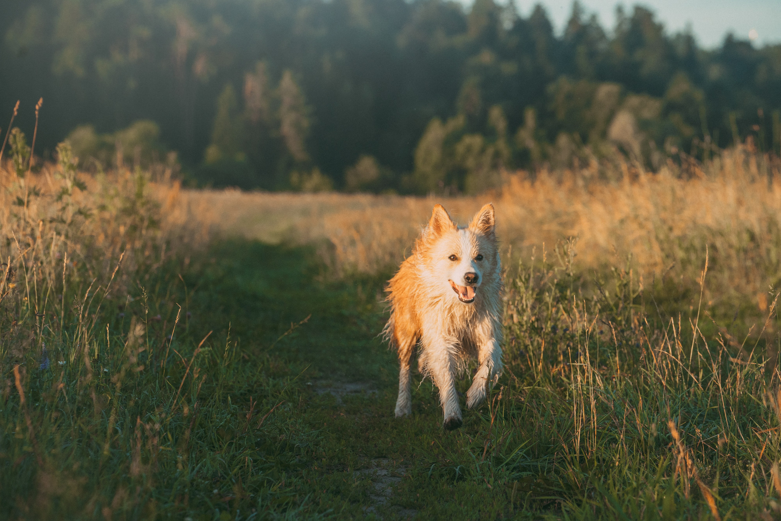 Рина и Марси. Фотограф анималист в Москве и Санкт-Петербурге Свиридова Анна