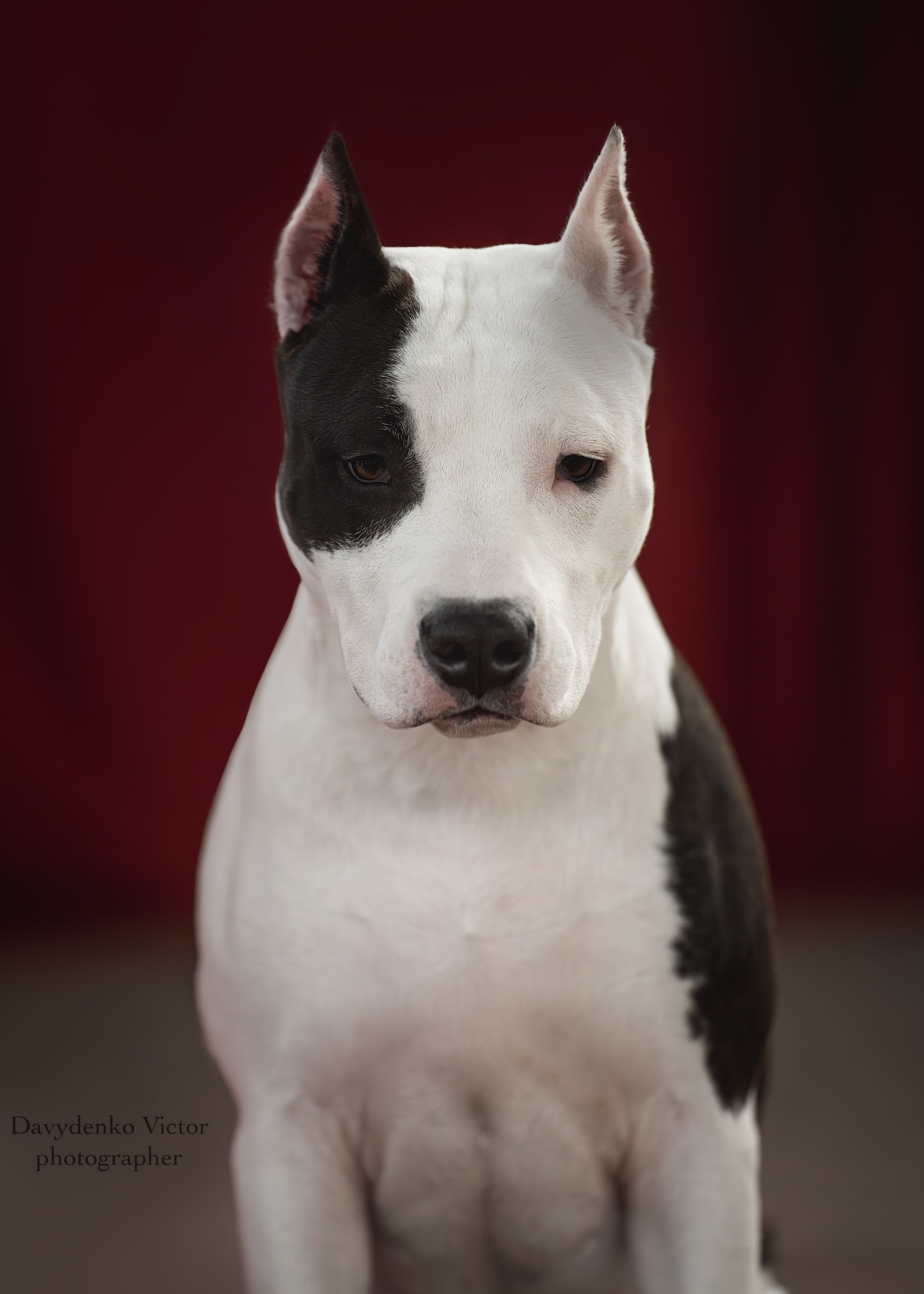 фотосессия собак краснодар выставка собак фотограф анималист сочи  - Амстафф 