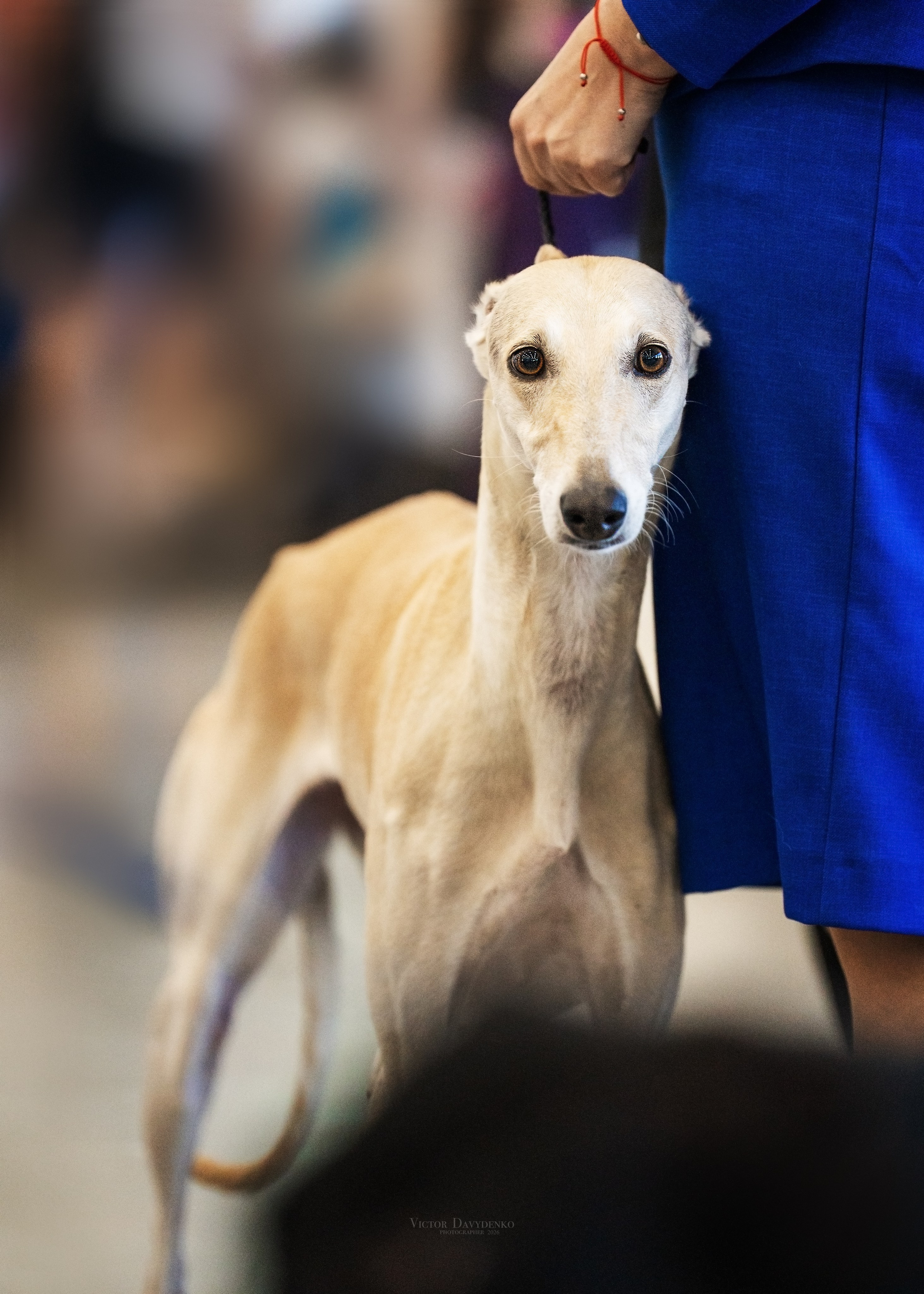Dog Show. Давыденко Анна / Фотограф Краснодар/Сочи