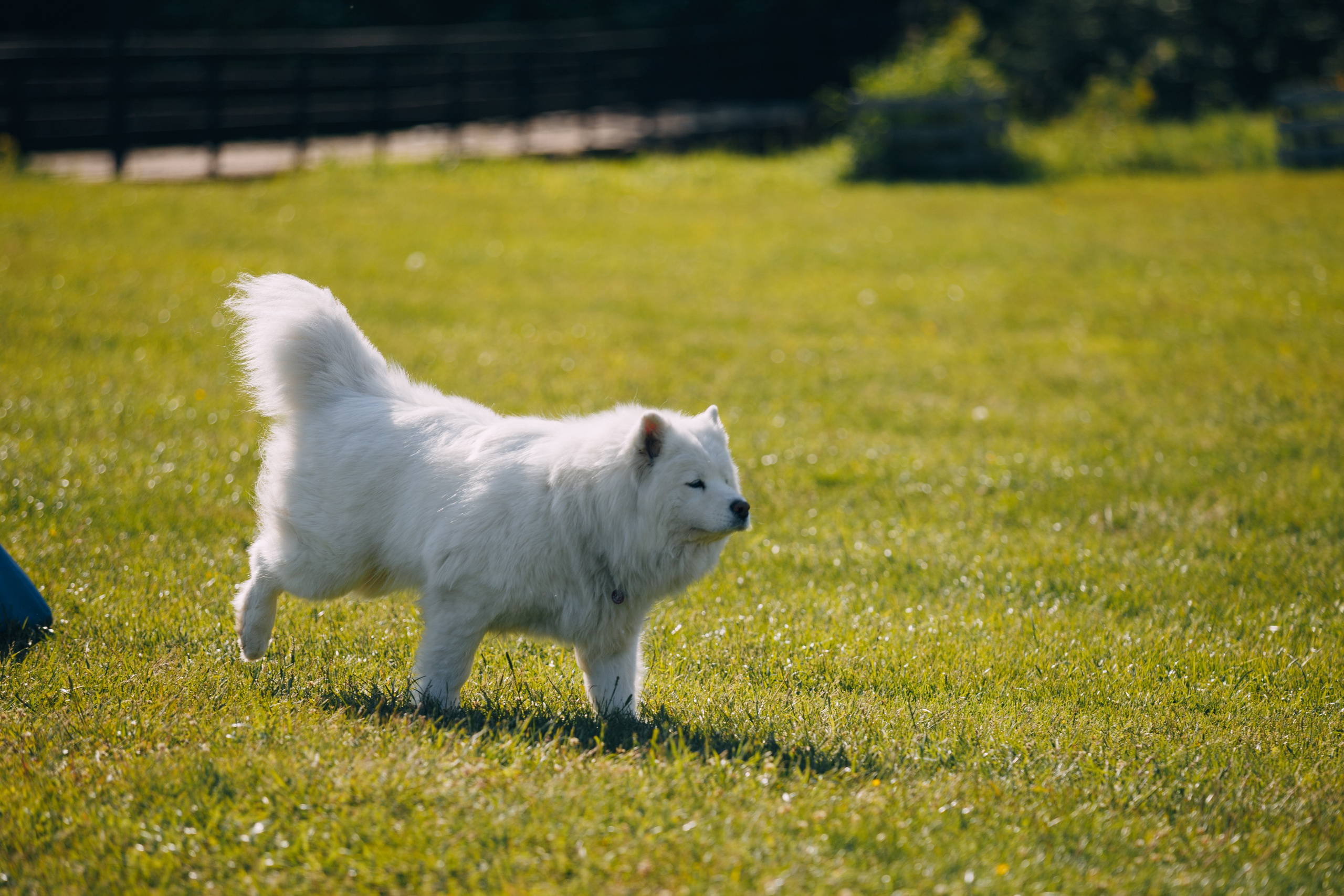 Кинологический лагерь в Горыныче. Фотограф анималист Кристина Карпова, Москва