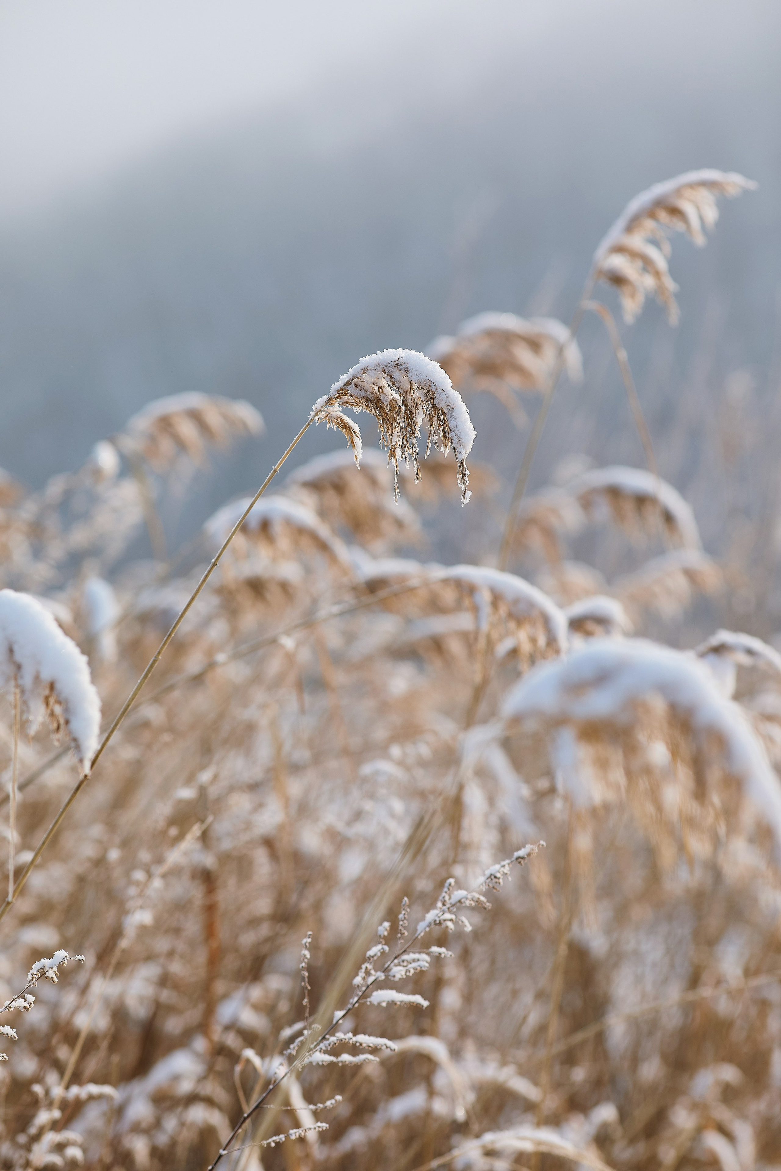 Зимний вайб (эстетичная фотография пушистой травы со снегом)