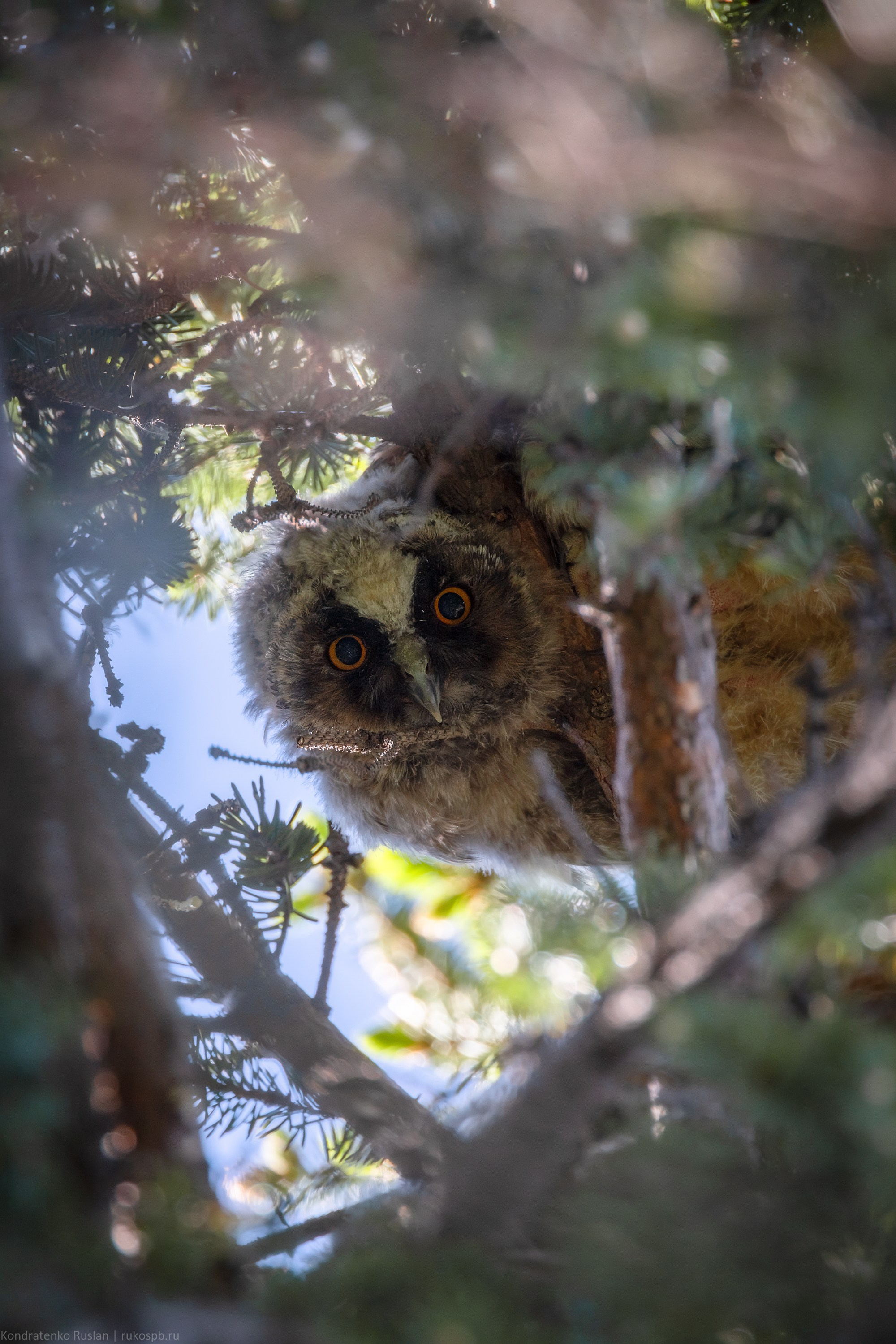 Ушастая сова. Архитектурный и пейзажный фотограф Кондратенко Руслан, Санкт-Петербург