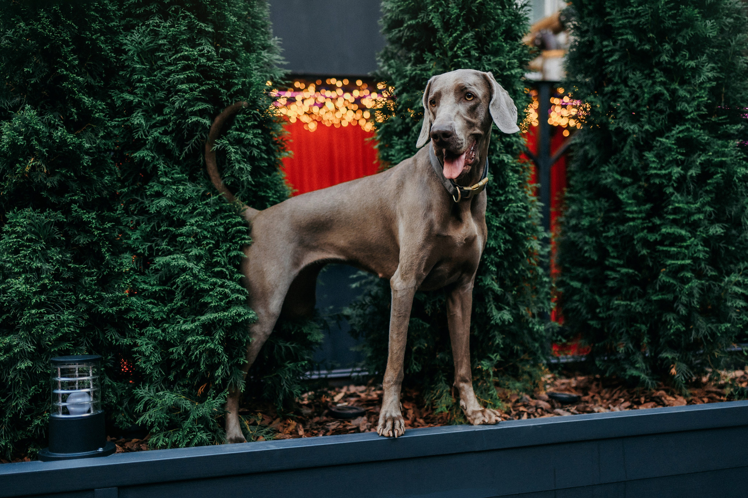 Соня и Майли. Фотограф-анималист Елена Радченко, Москва