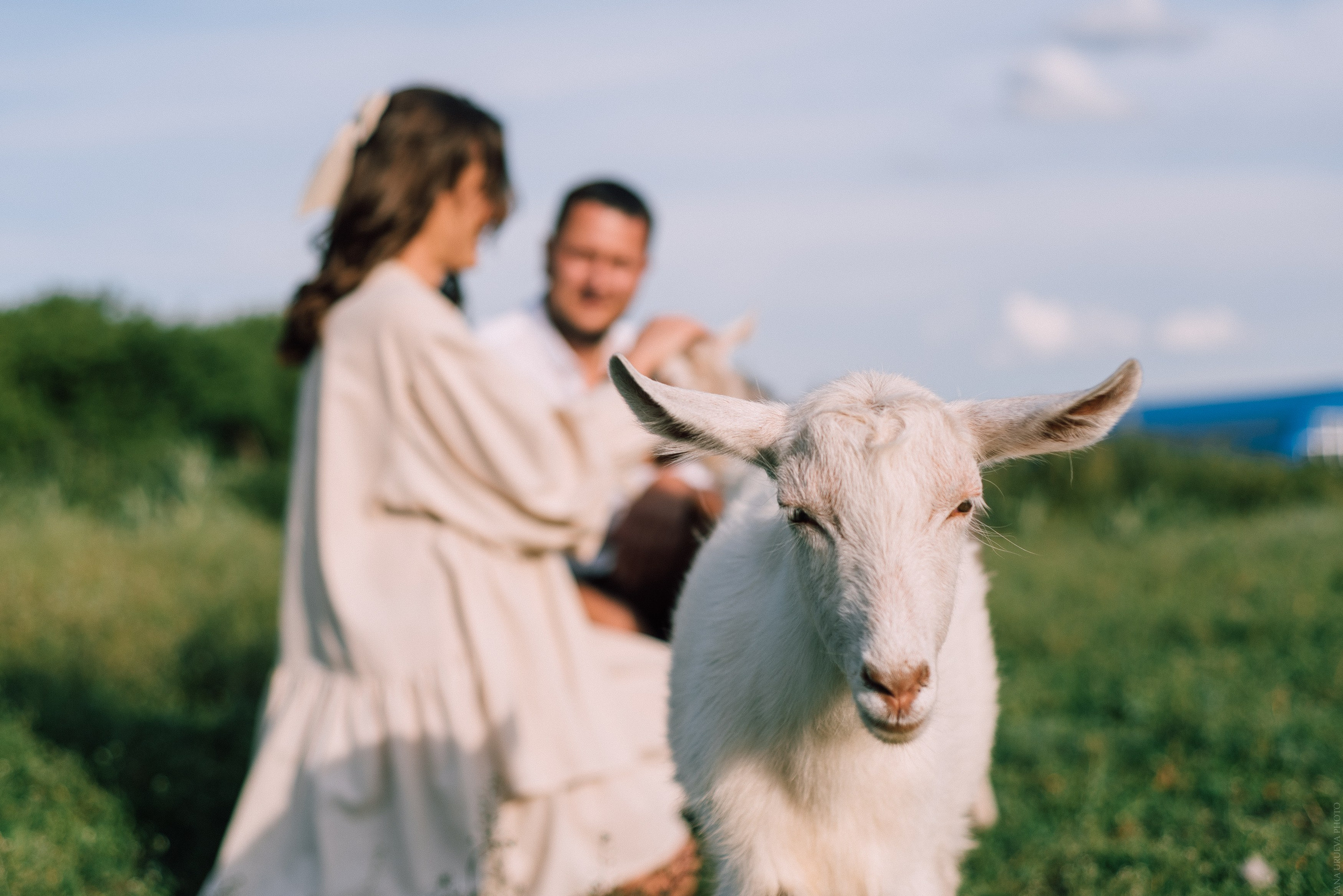 коза на свадьбе