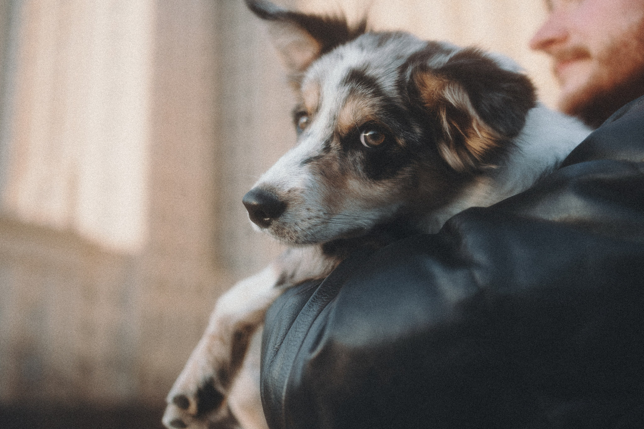 Балу и Илья. Фотограф анималист Анастасия Пикей