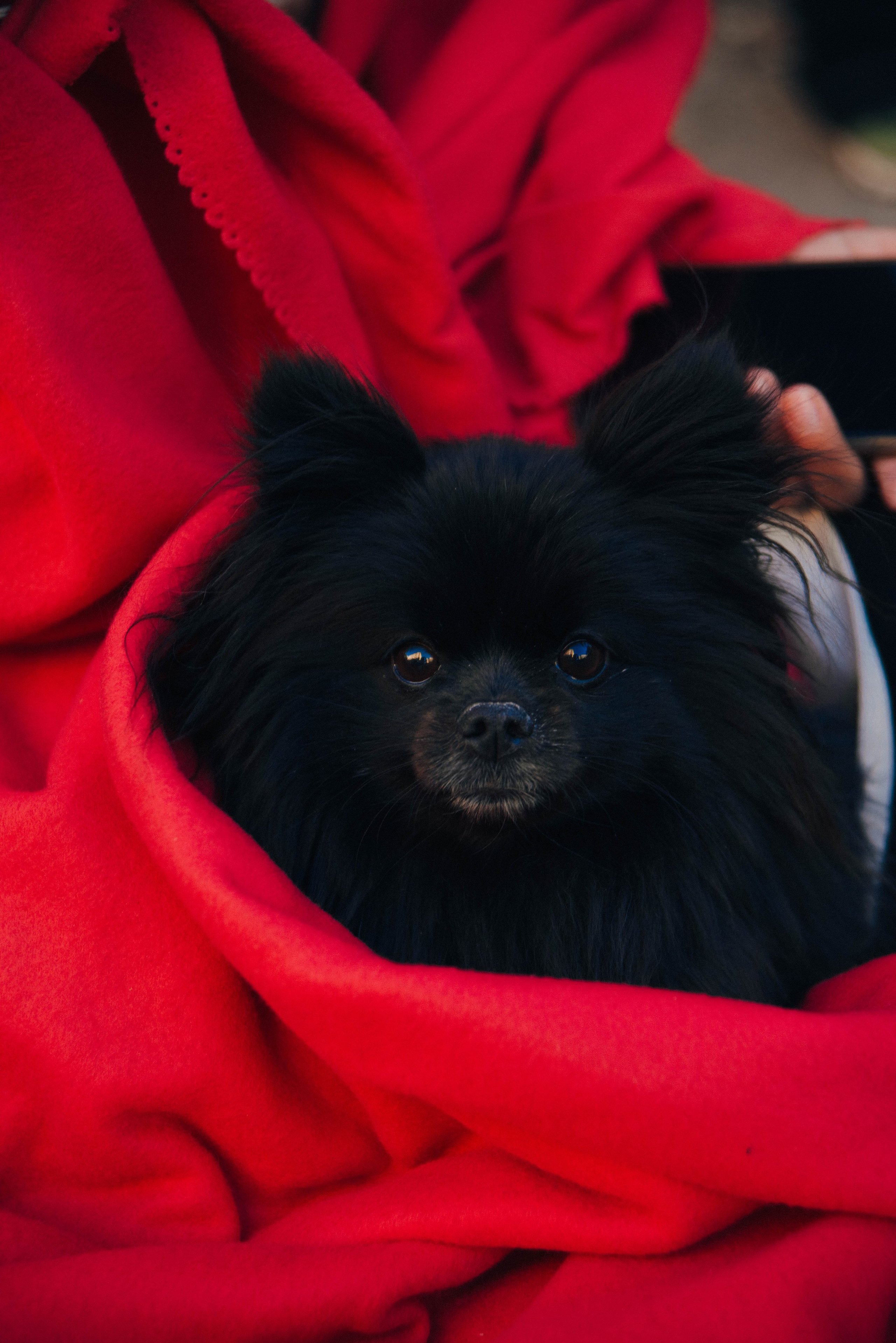 Дог-вечеринка на летнике «Кутёж». Ксения Glossa. Портретный и репортажный фотограф в Самаре