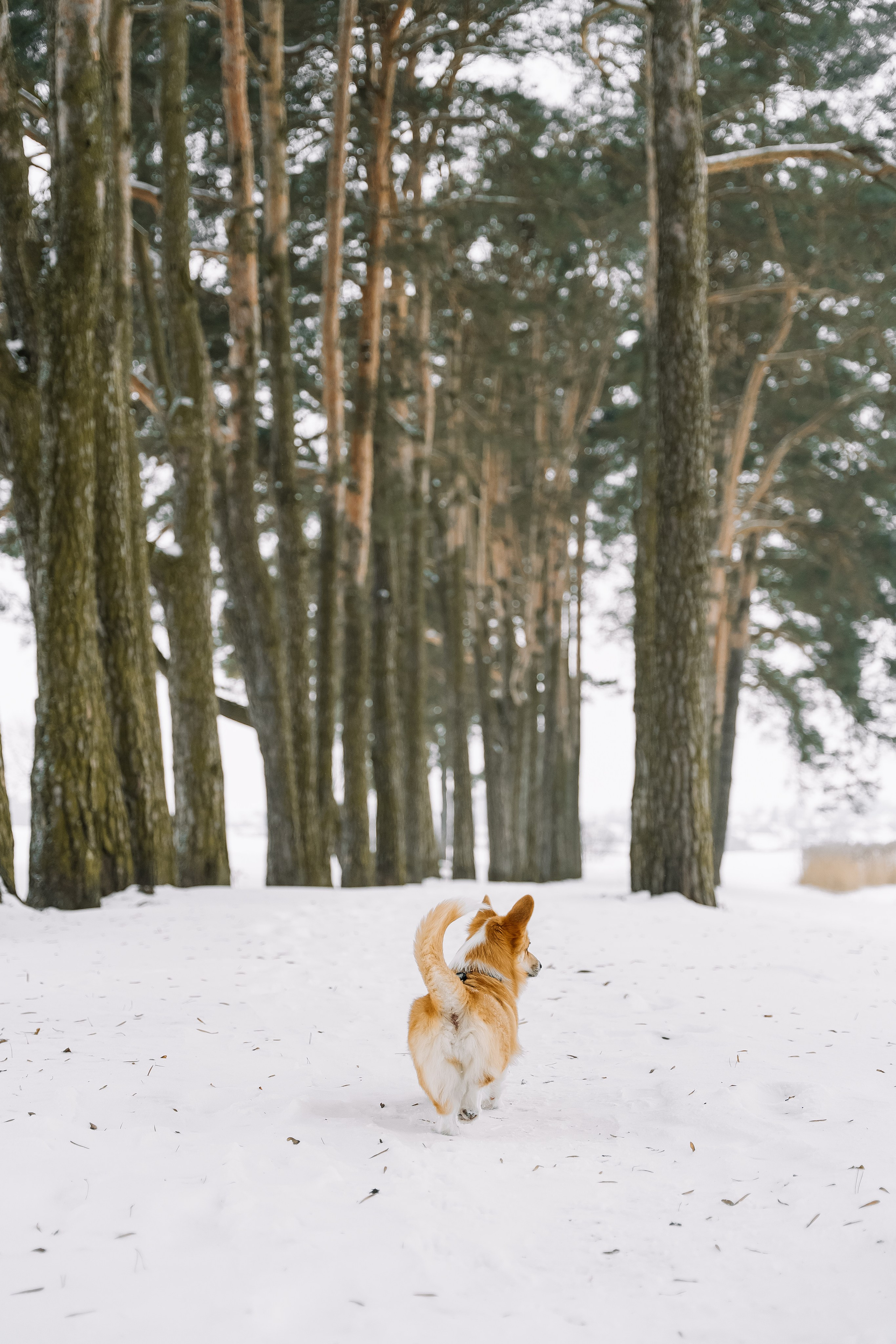 Зимние выходные. Свадебный Фотограф Минск || Фото и Видеосъёмка Минск || Другие города
