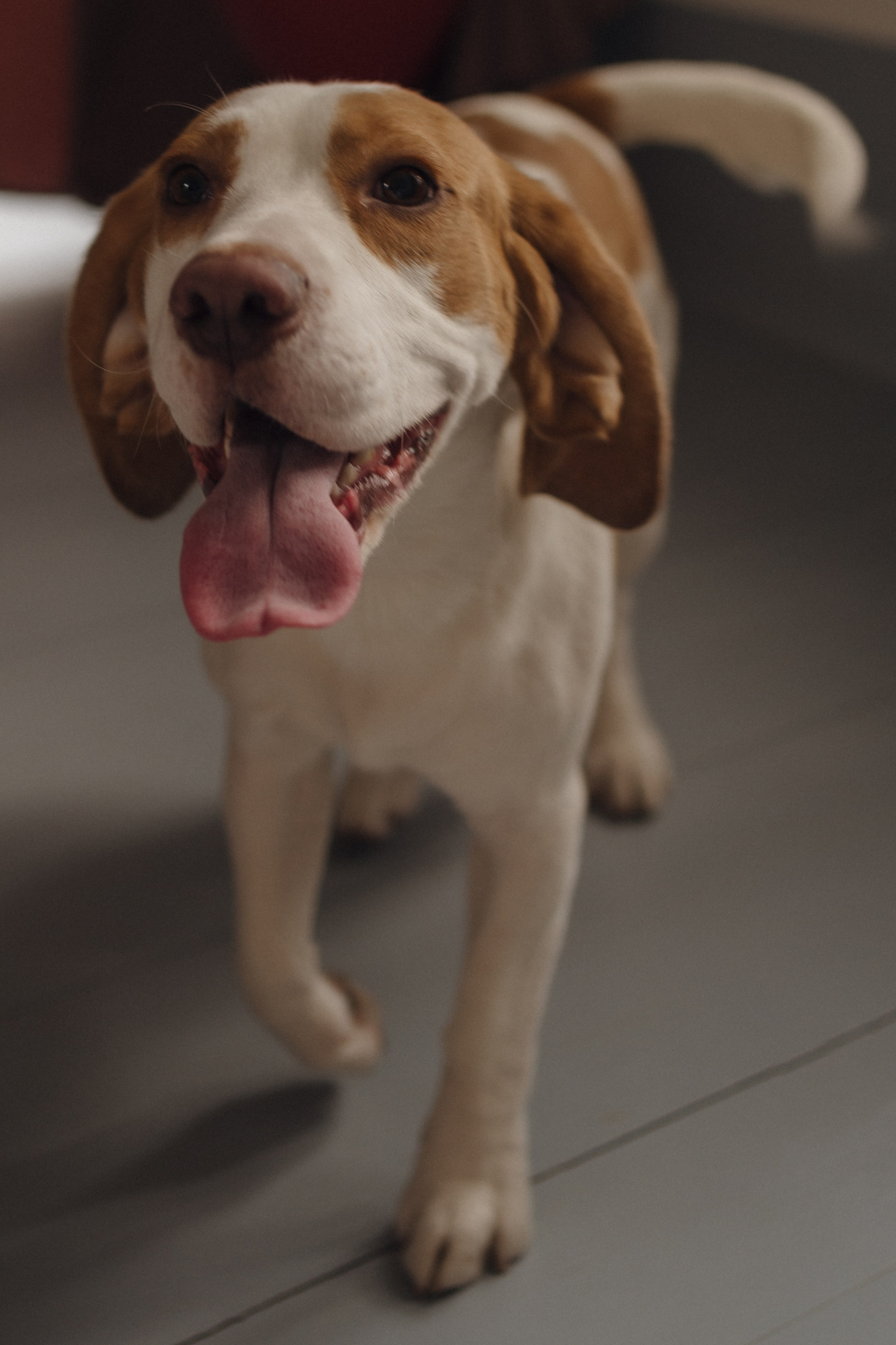 Amore more. Свадебный фотограф в Краснодаре и Сочи Винидиктова Екатерина