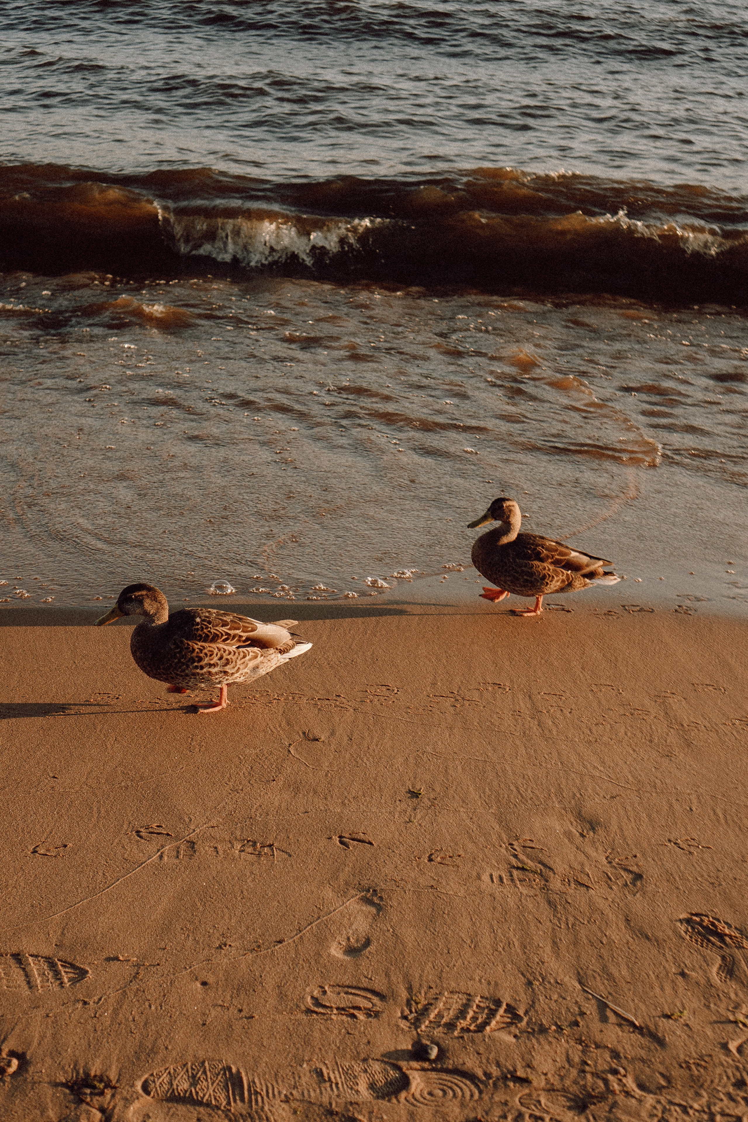 РОМАНТИКА ФИНСКОГО ЗАЛИВА. Профессиональный фотограф, Санкт-Петербург — Виктория Богомолова