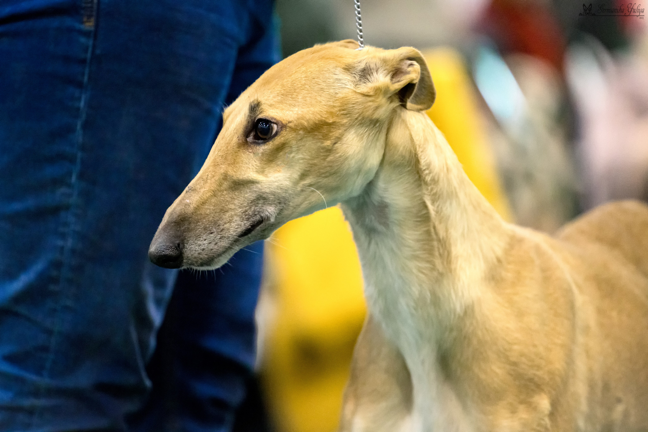 Крокус 3,9 и 10.12.2023. Фотограф-анималист Юлия Германика