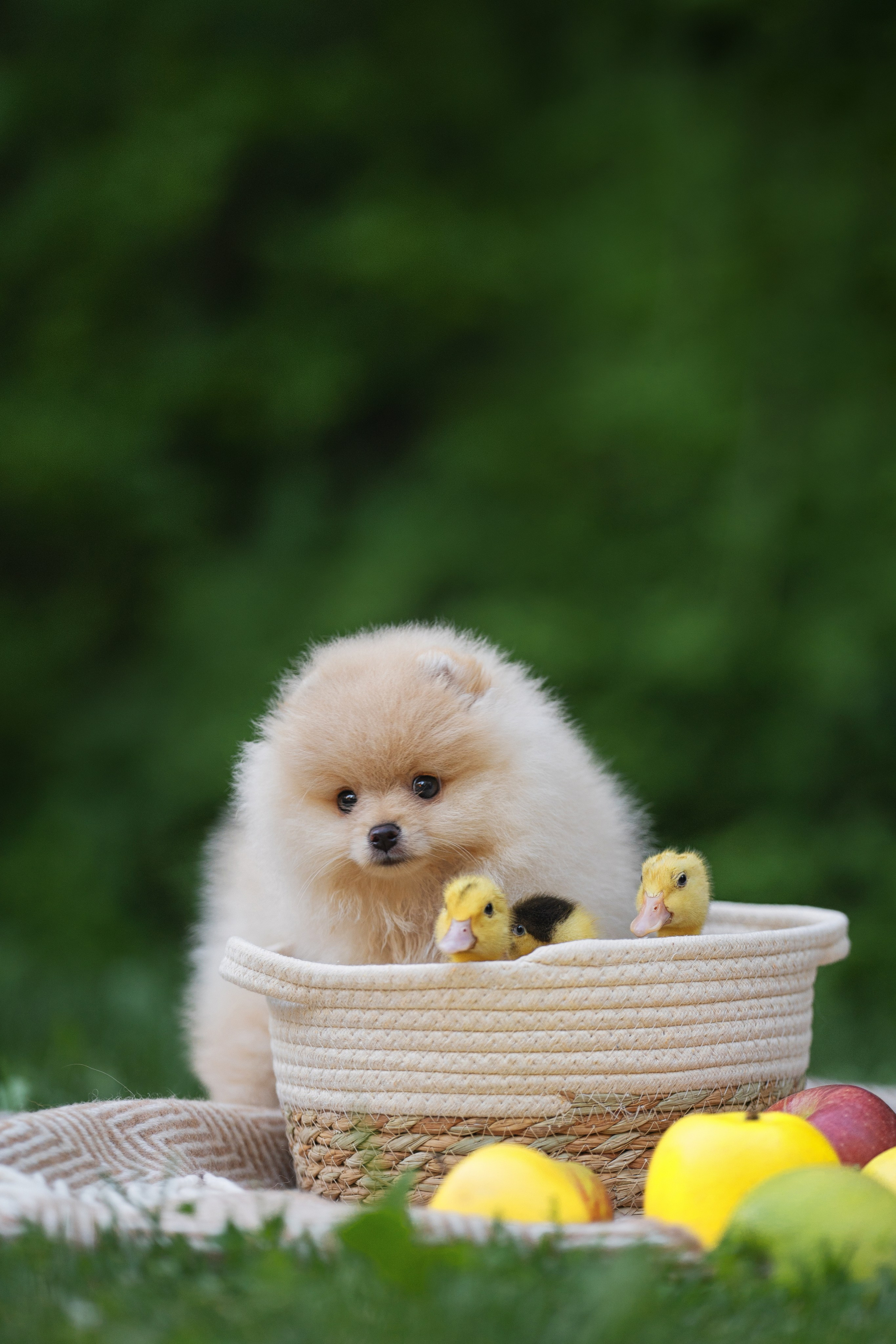 Оскар и утята. Kameramotor74