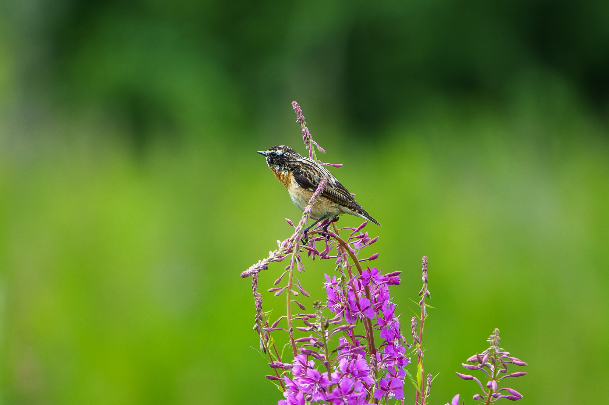 Удивительные мир птиц. Вокруг нас столько прекрасного — присмотритесь!. Ваш личный фотограф Марина Волкова