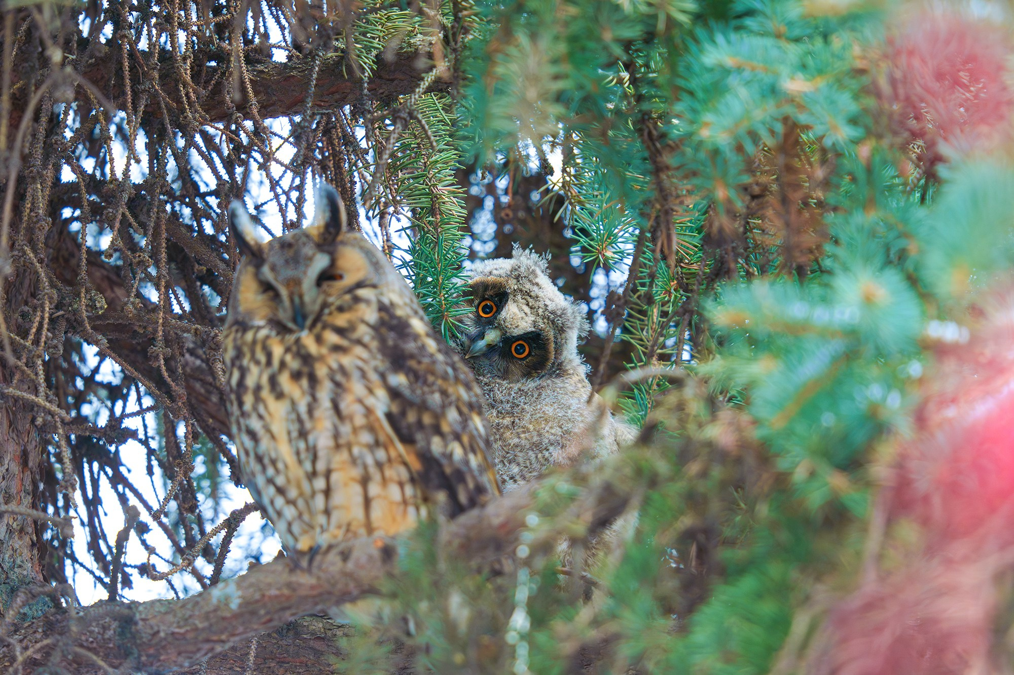 Удивительные мир птиц. Вокруг нас столько прекрасного — присмотритесь!. Ваш личный фотограф Марина Волкова