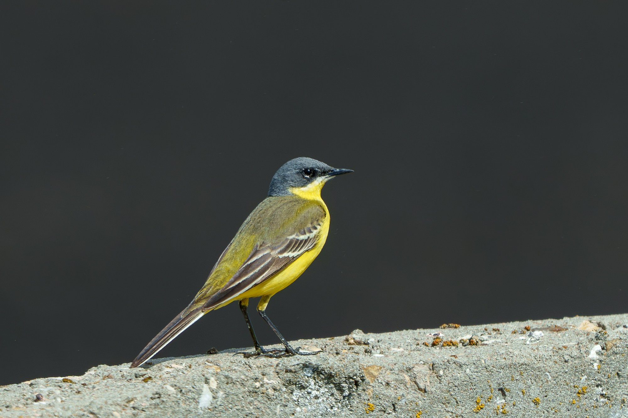 Удивительные мир птиц. Вокруг нас столько прекрасного — присмотритесь!. Ваш личный фотограф Марина Волкова