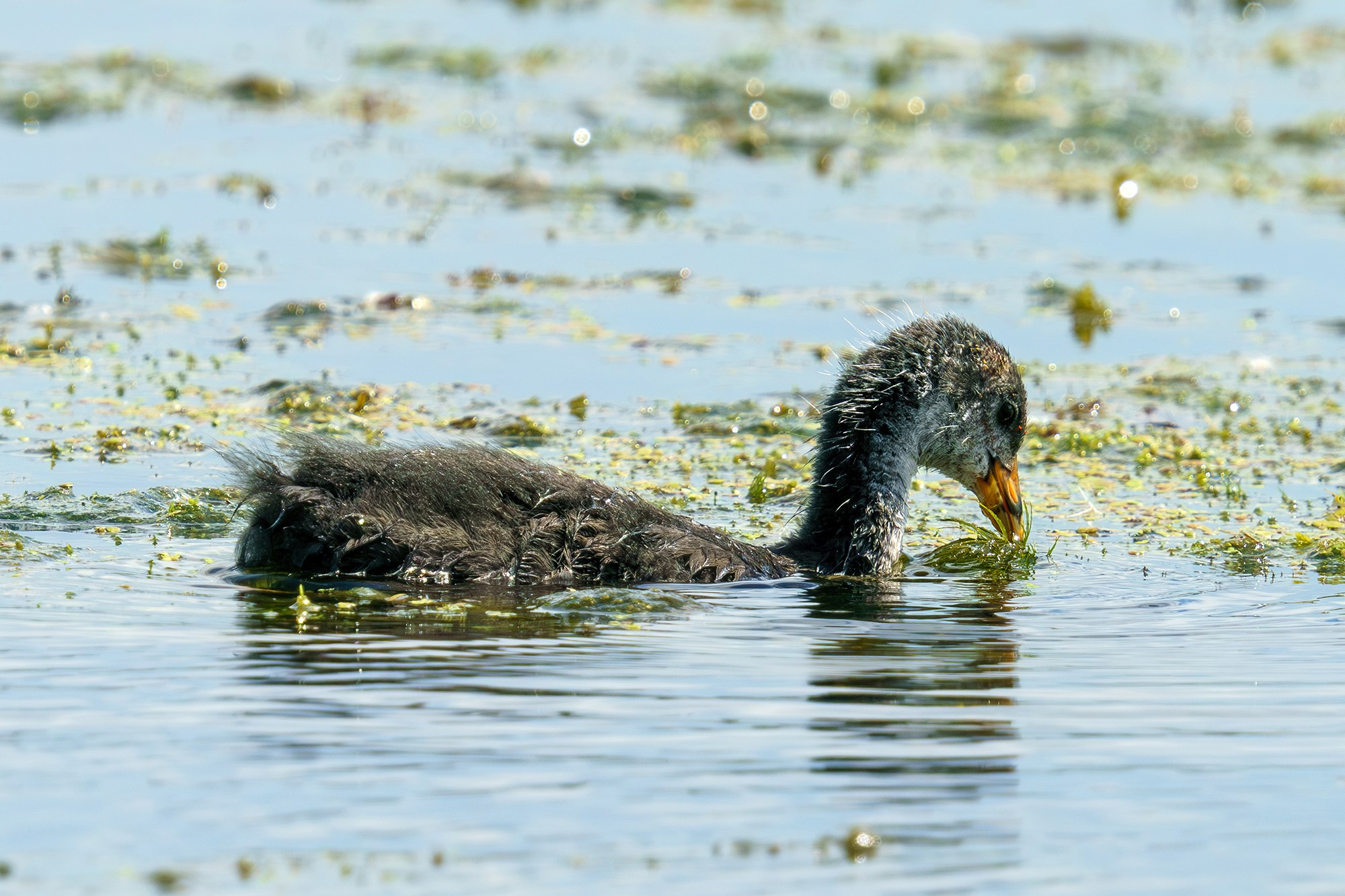 Удивительные мир птиц. Вокруг нас столько прекрасного — присмотритесь!. Ваш личный фотограф Марина Волкова