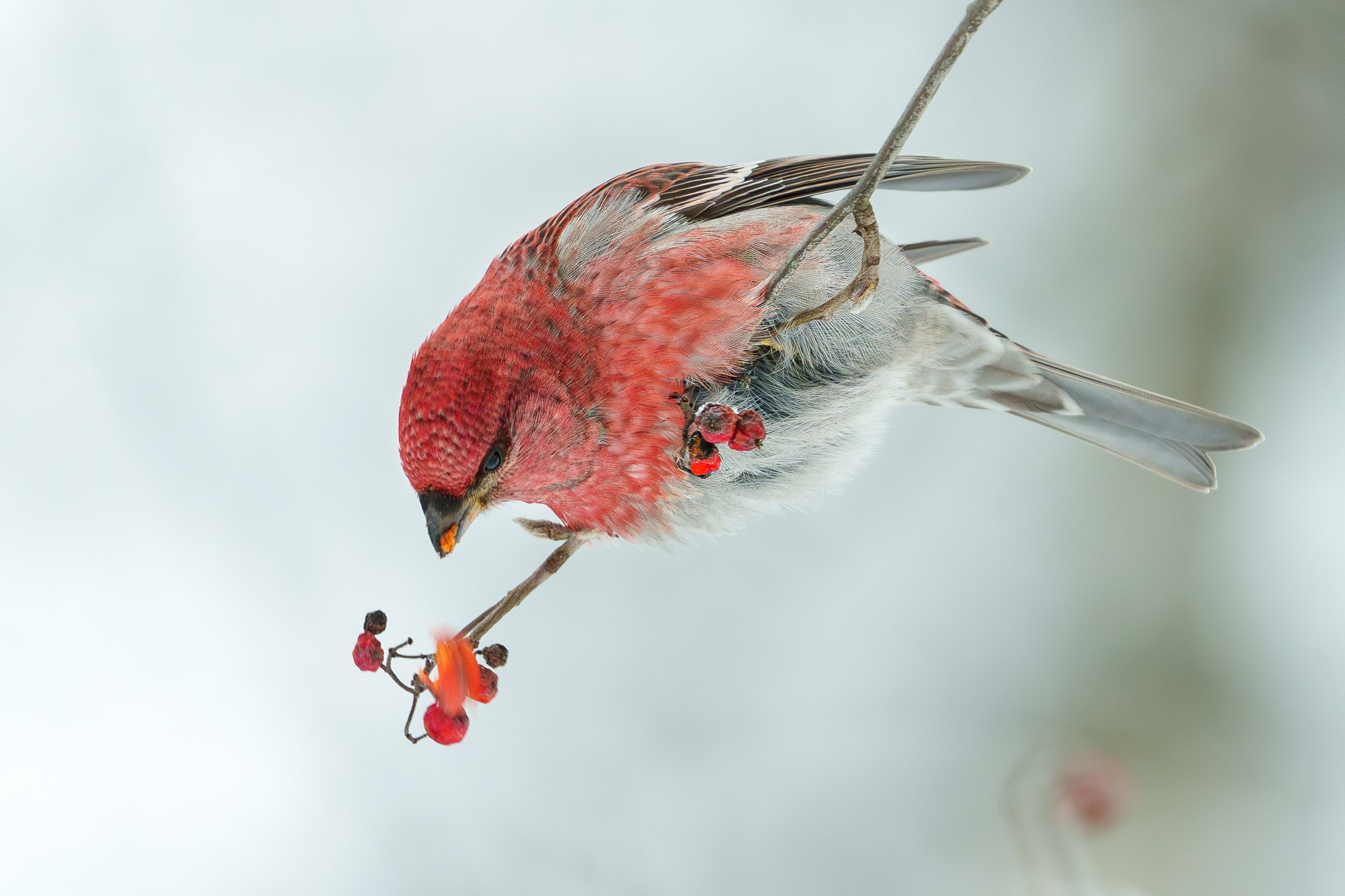 Удивительные мир птиц. Вокруг нас столько прекрасного — присмотритесь!. Ваш личный фотограф Марина Волкова