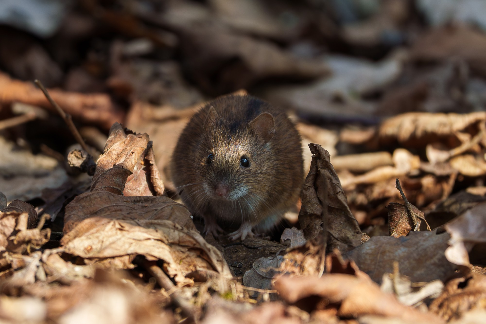 Животные. Ваш личный фотограф Марина Волкова