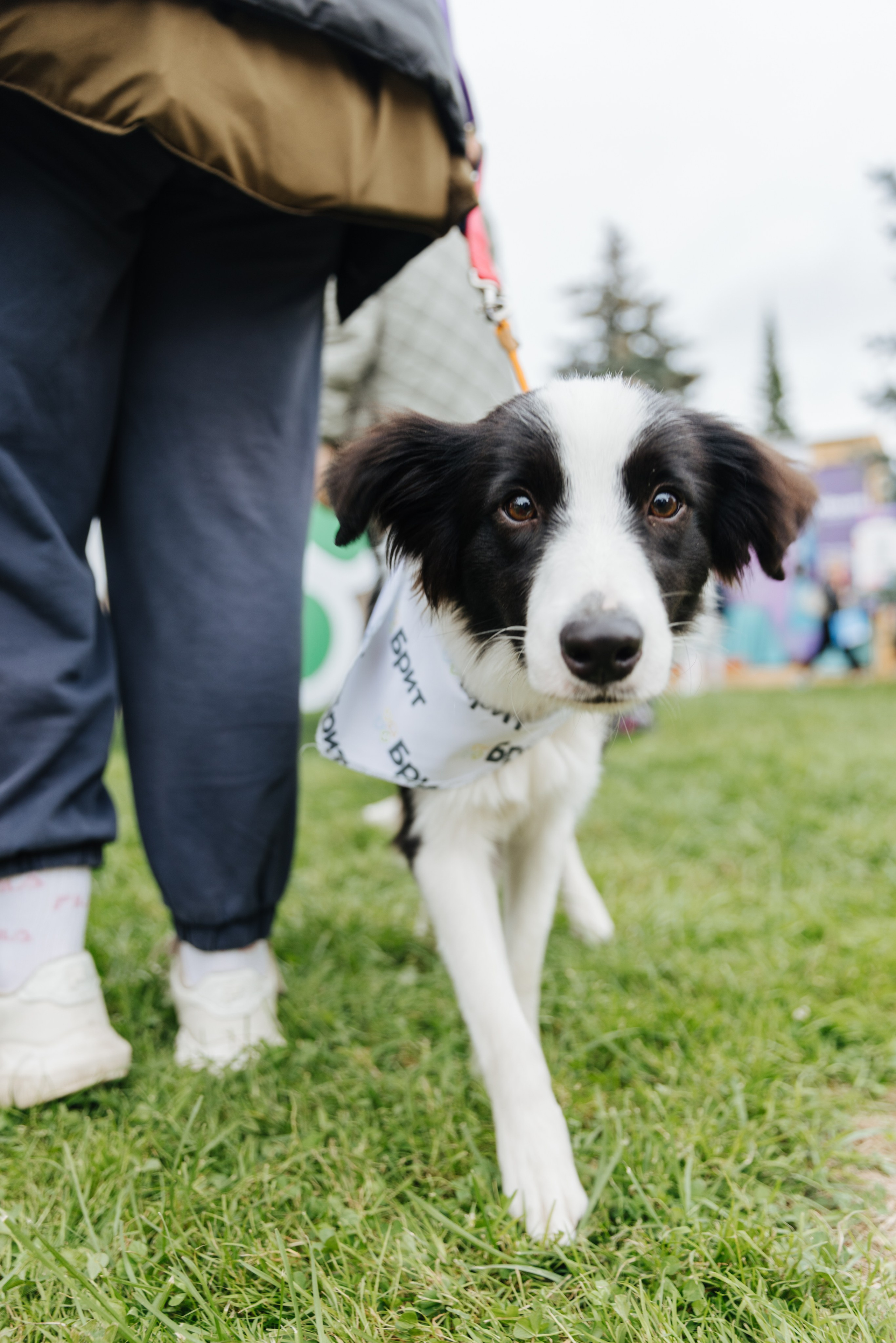 Хвостатый репортаж. Аксана Лисовская фотограф в Москве. Фотографии с характером